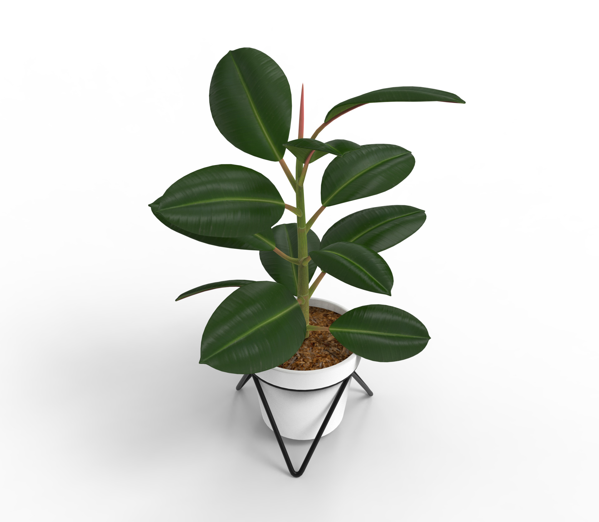 Potted ficus 3D model_6