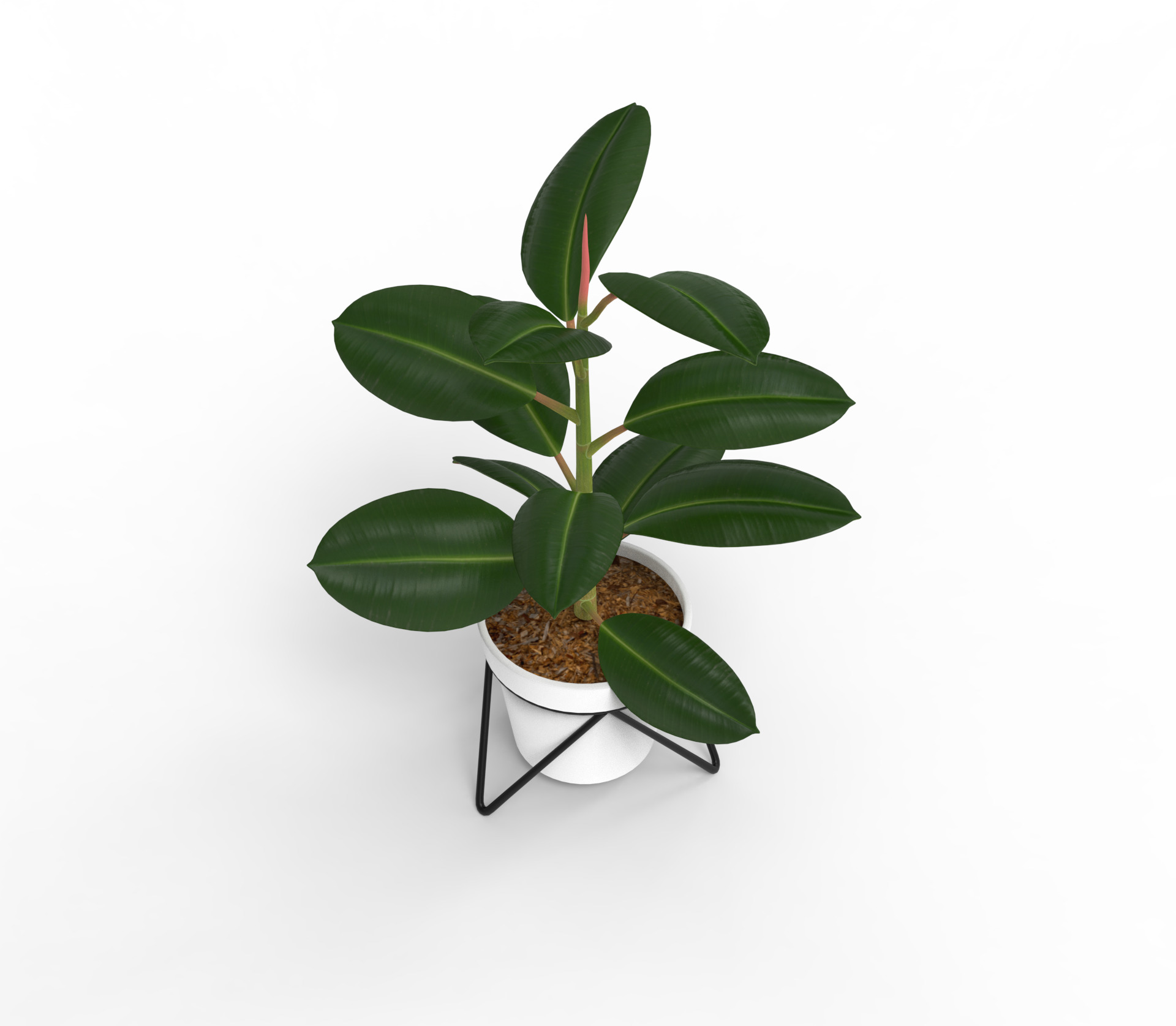 Potted ficus 3D model_1