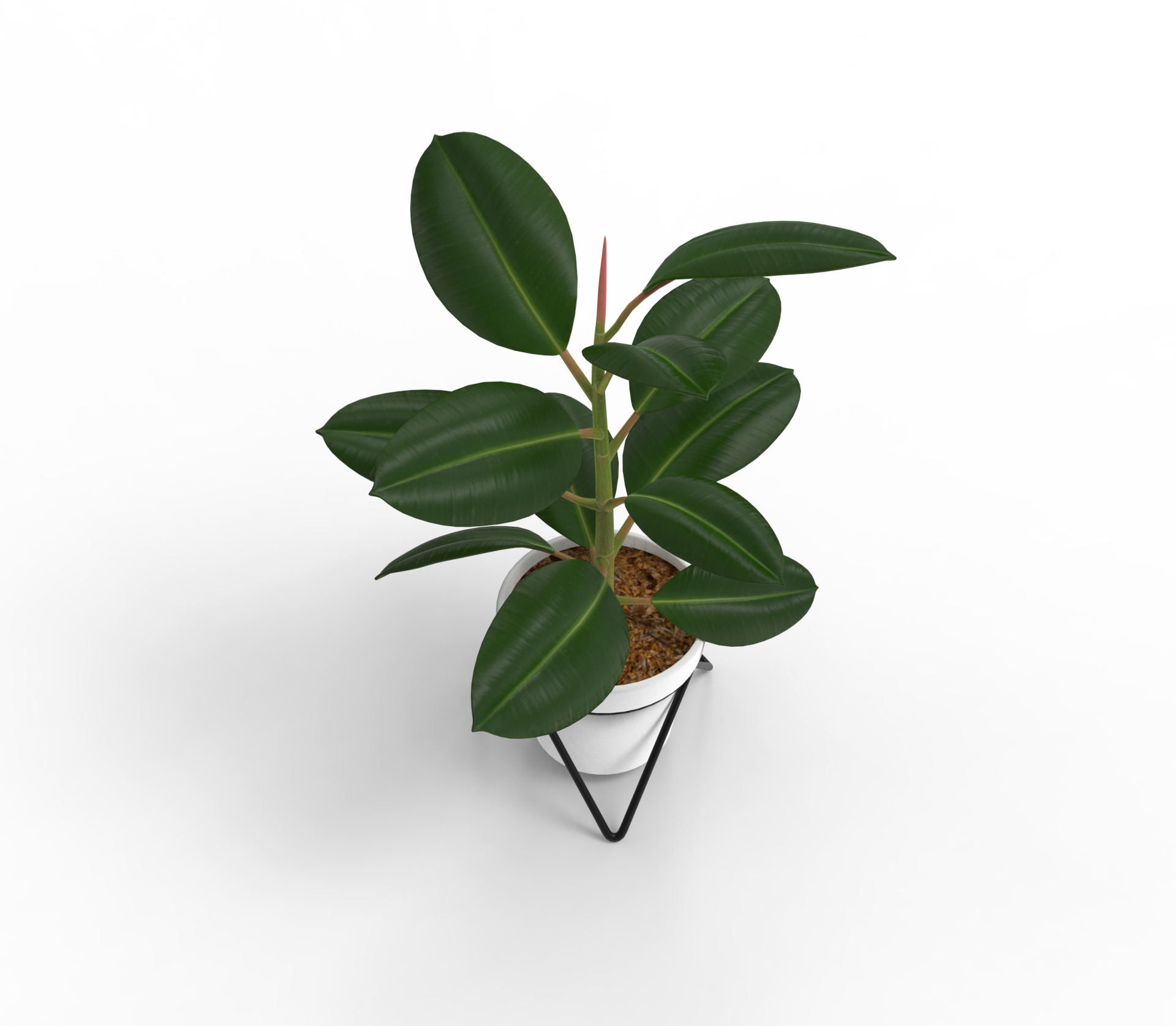Potted ficus 3D model_2