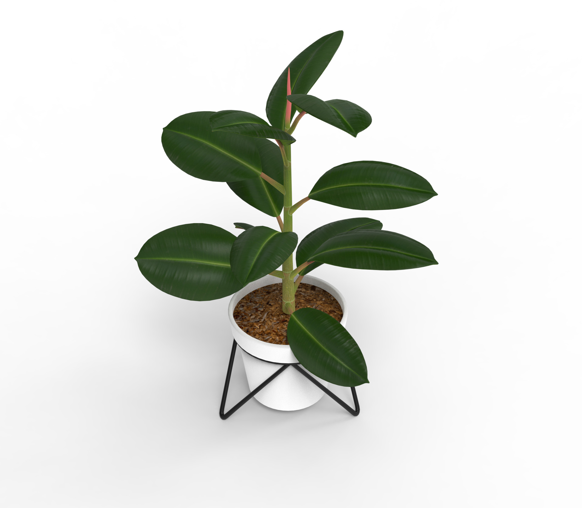 Potted ficus 3D model_4