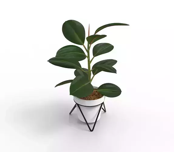 Potted ficus 3D model
