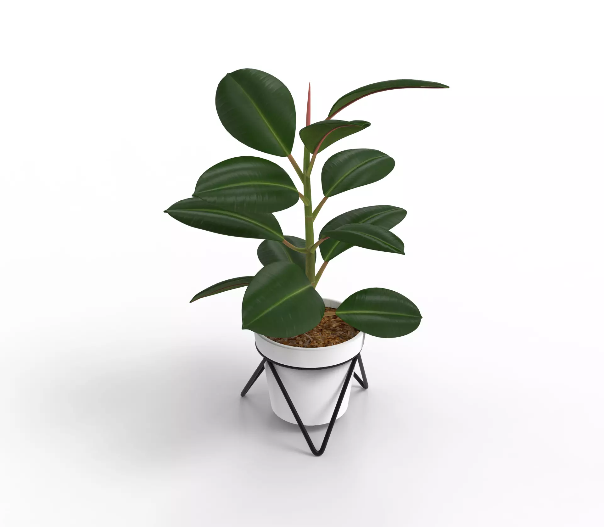 Potted ficus 3D model_0