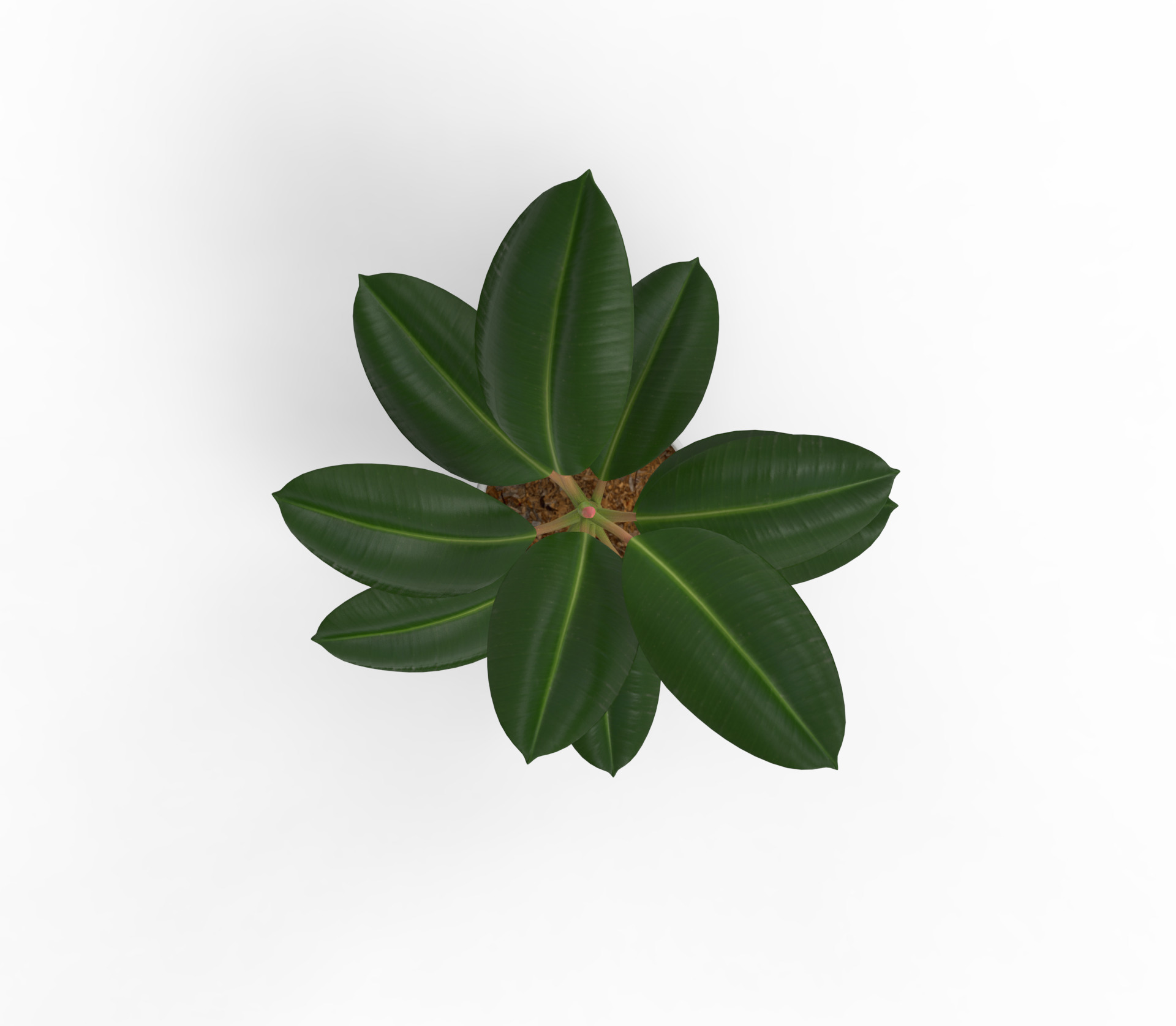 Potted ficus 3D model_3