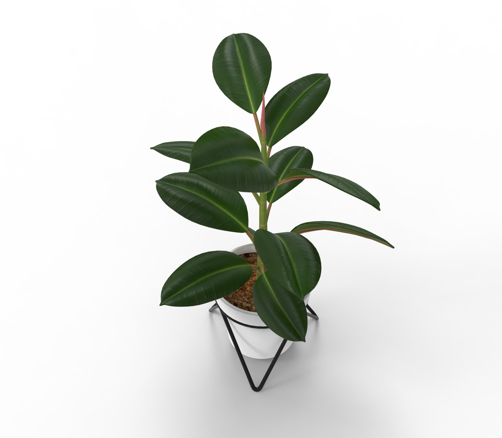Potted ficus 3D model_5