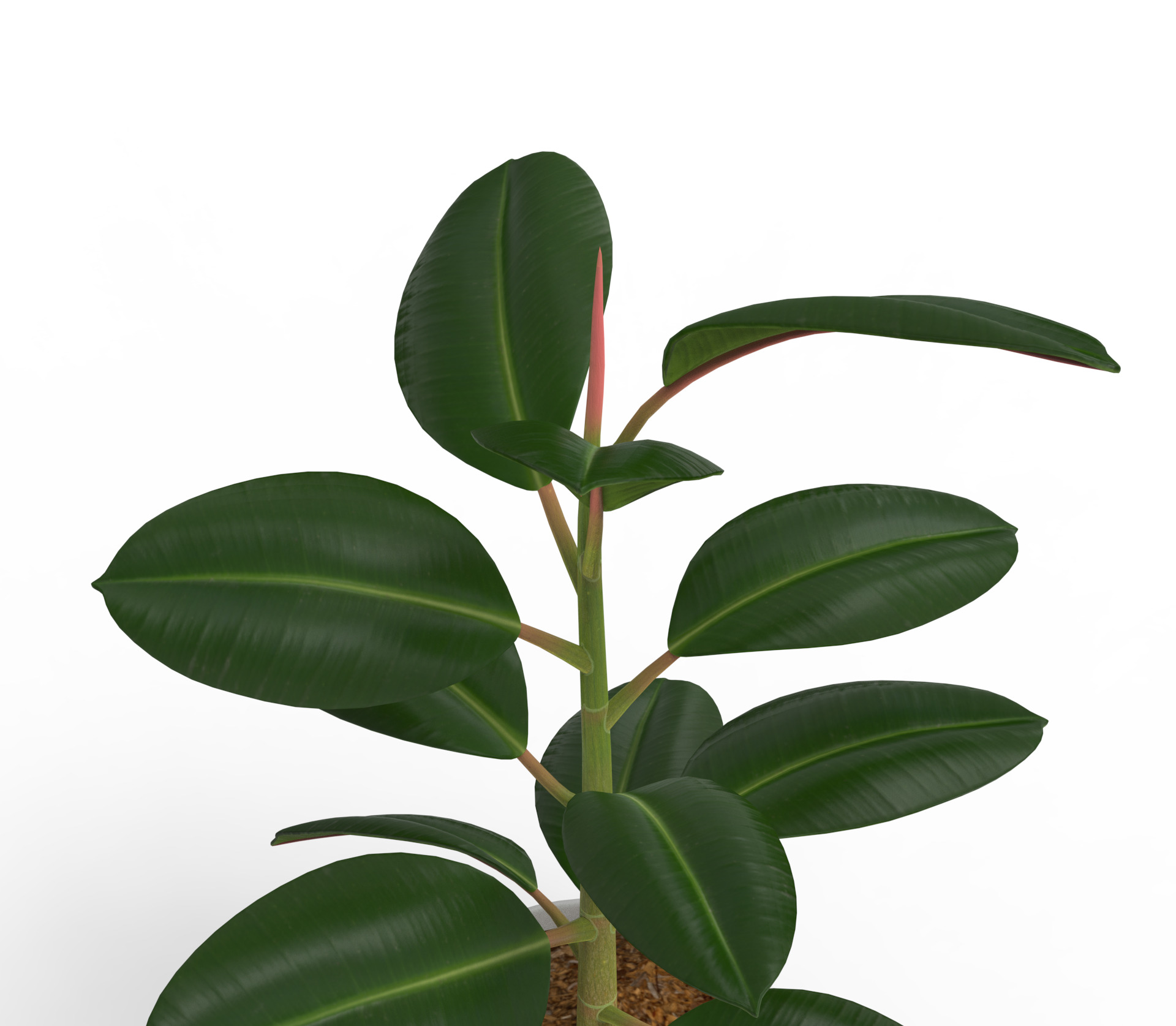 Potted ficus 3D model_7