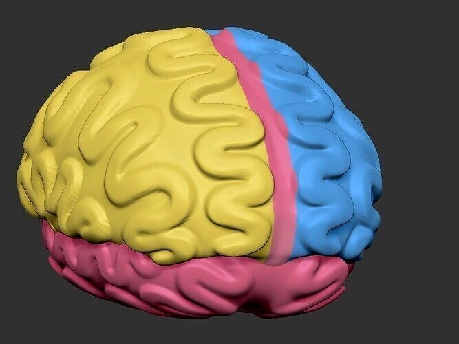 Brain 3D print model