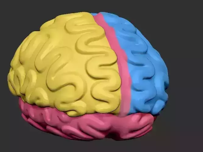 Brain 3D print model
