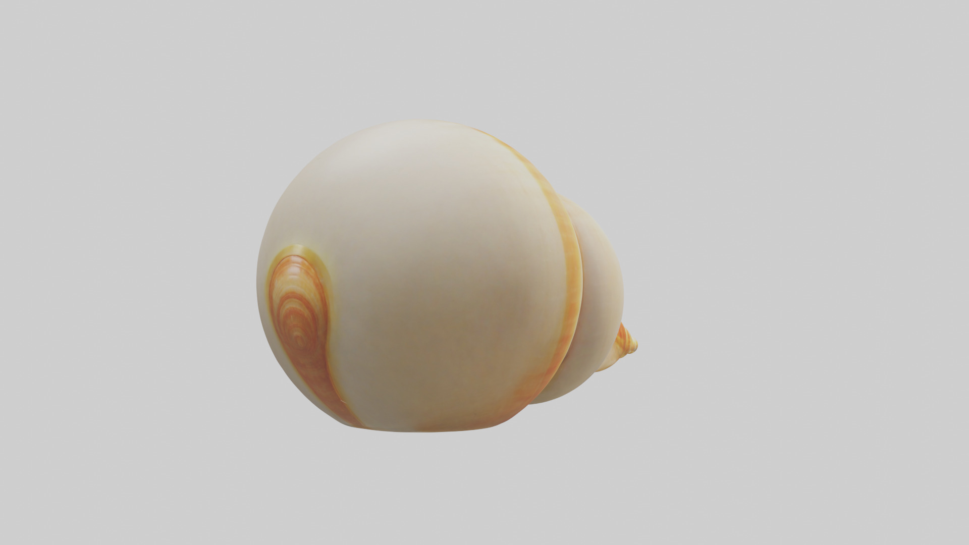 Cartoon Shell model 3D model_3