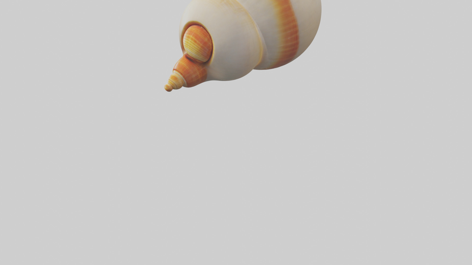 Cartoon Shell model 3D model_6