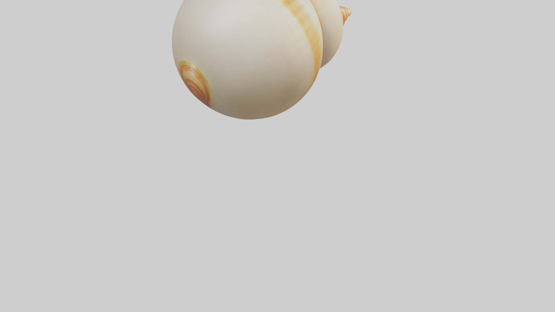 Cartoon Shell model 3D model_5