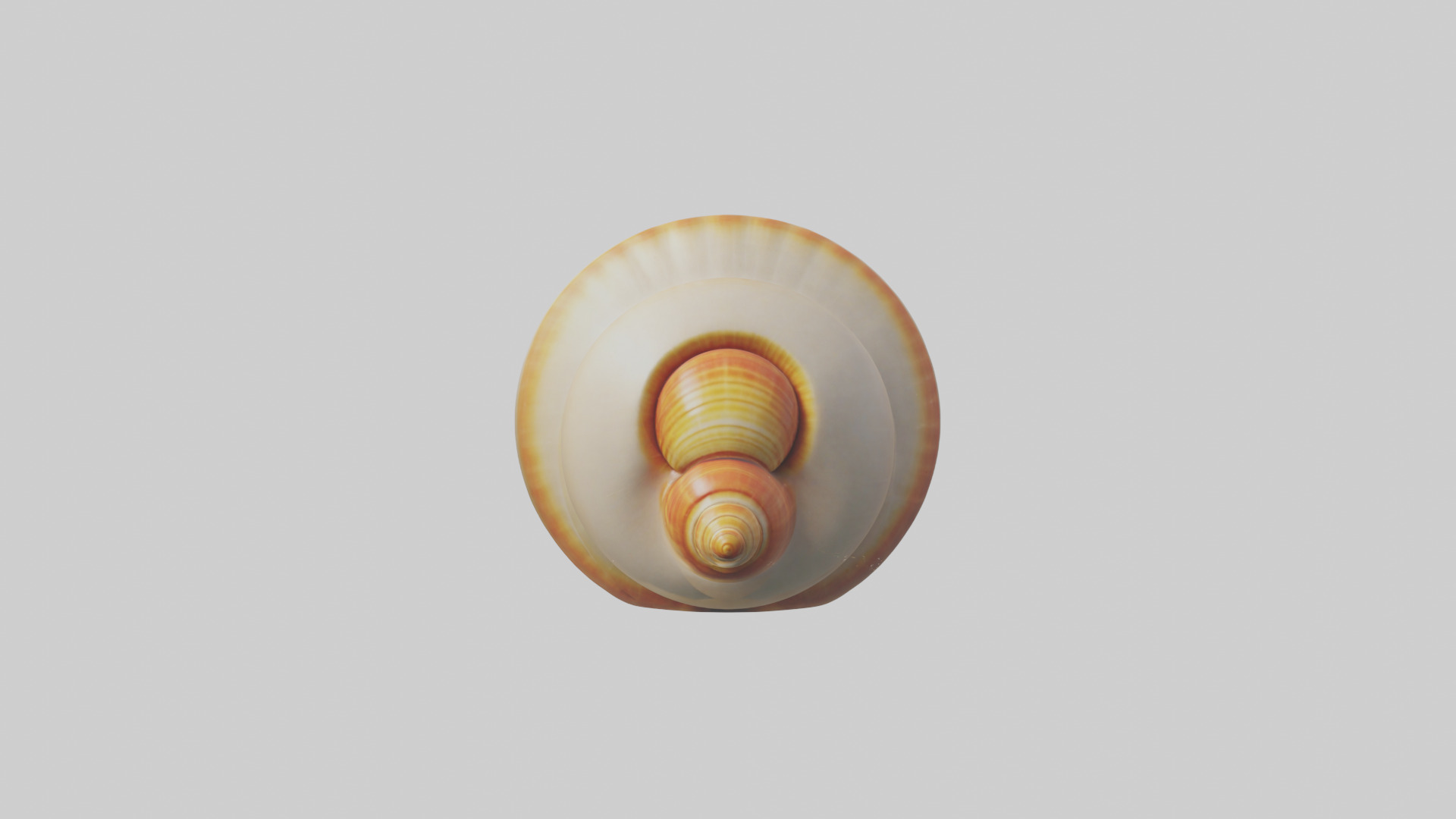 Cartoon Shell model 3D model_9