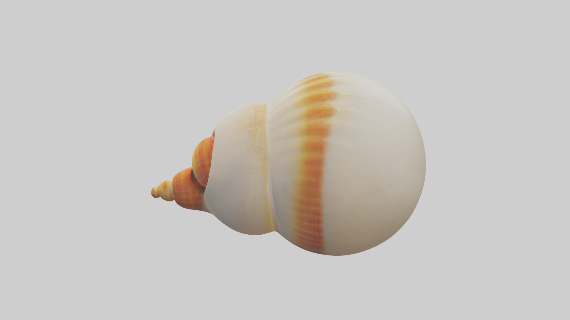 Cartoon Shell model 3D model_17