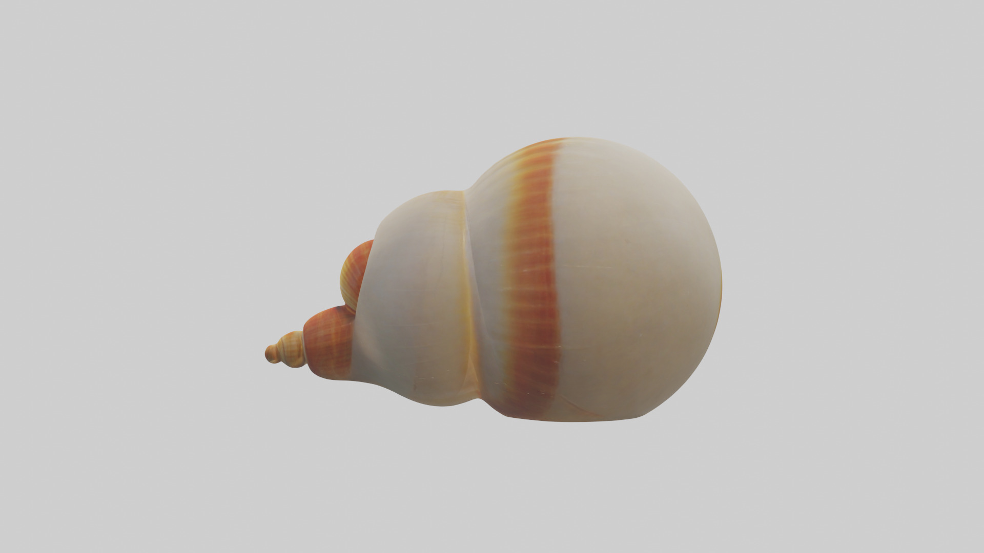 Cartoon Shell model 3D model_12