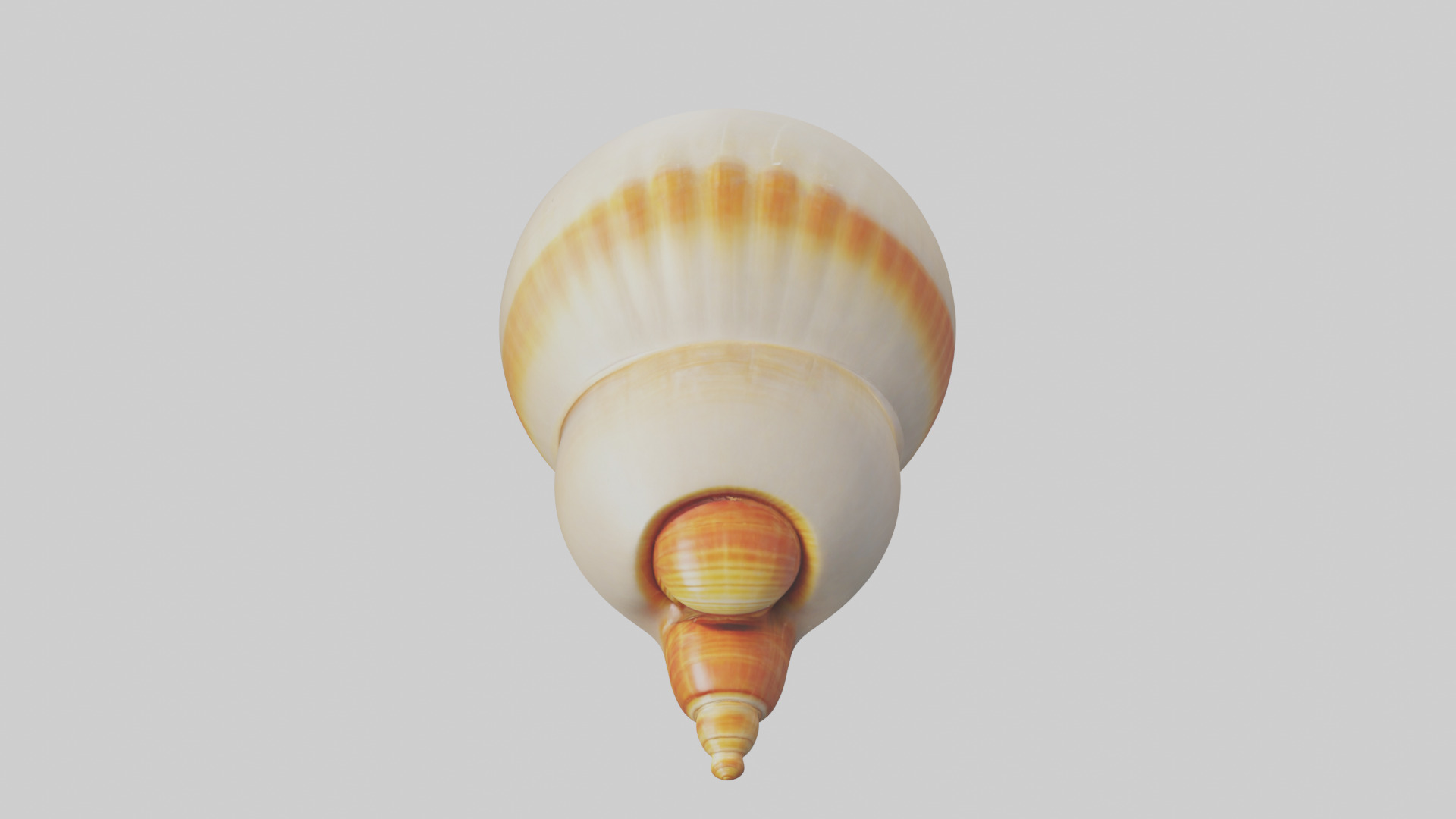 Cartoon Shell model 3D model_16