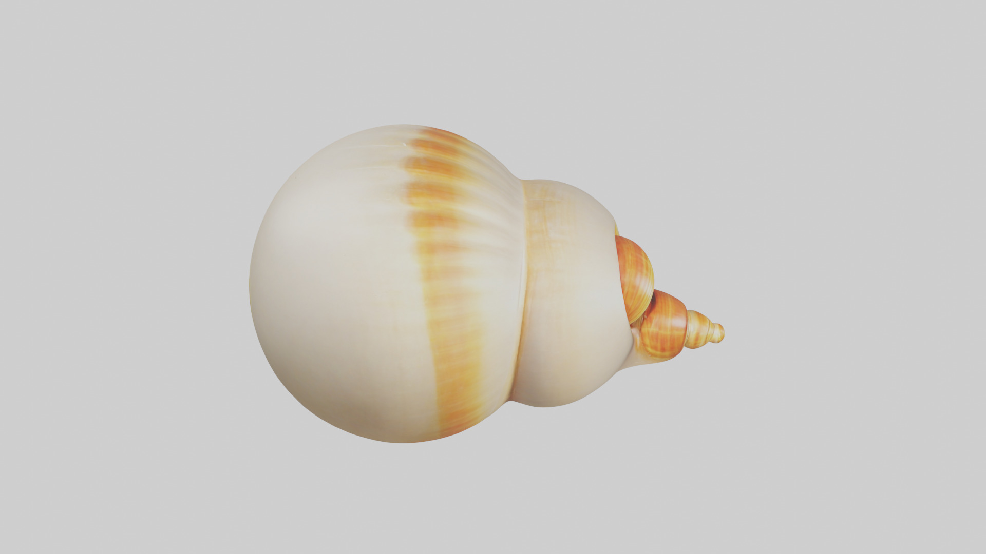 Cartoon Shell model 3D model_18