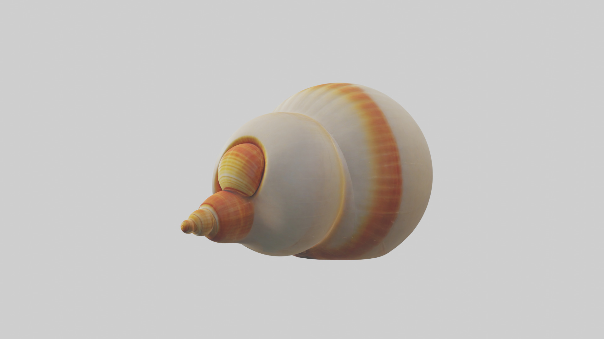 Cartoon Shell model 3D model_8