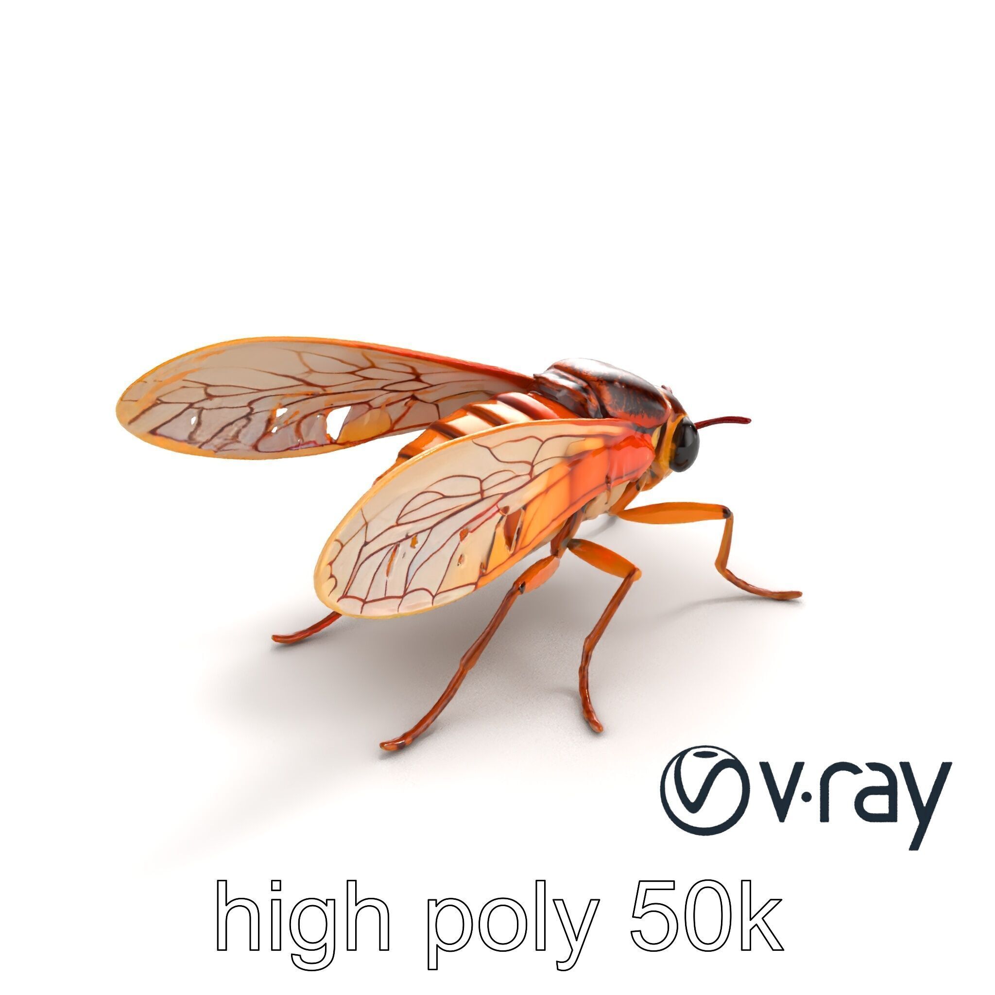Detailed Cicada Insect Model Pack Low-poly 3D model_11