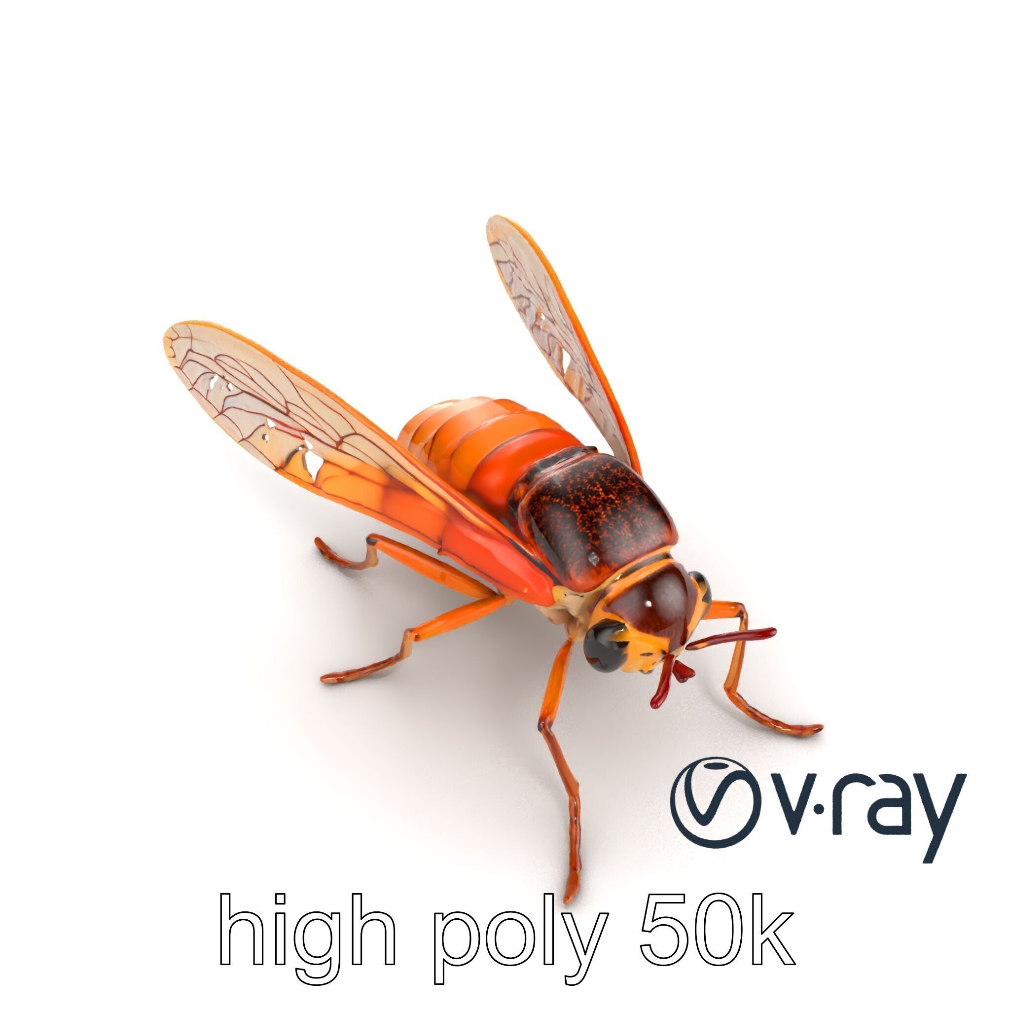 Detailed Cicada Insect Model Pack Low-poly 3D model_32