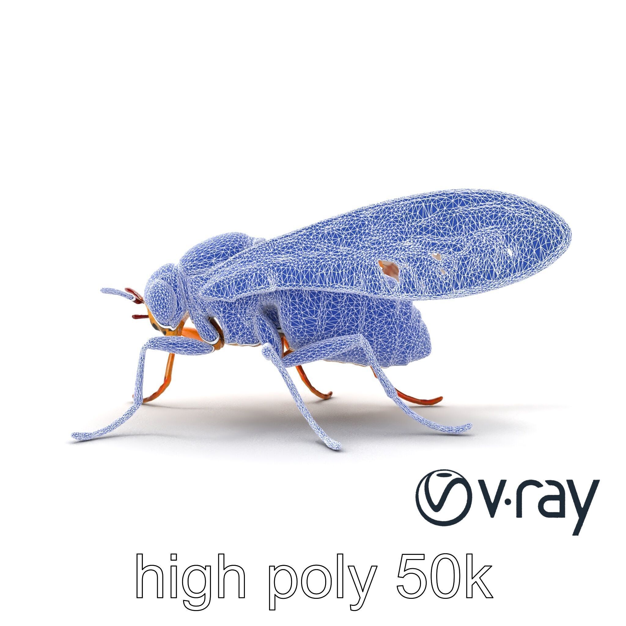 Detailed Cicada Insect Model Pack Low-poly 3D model_14