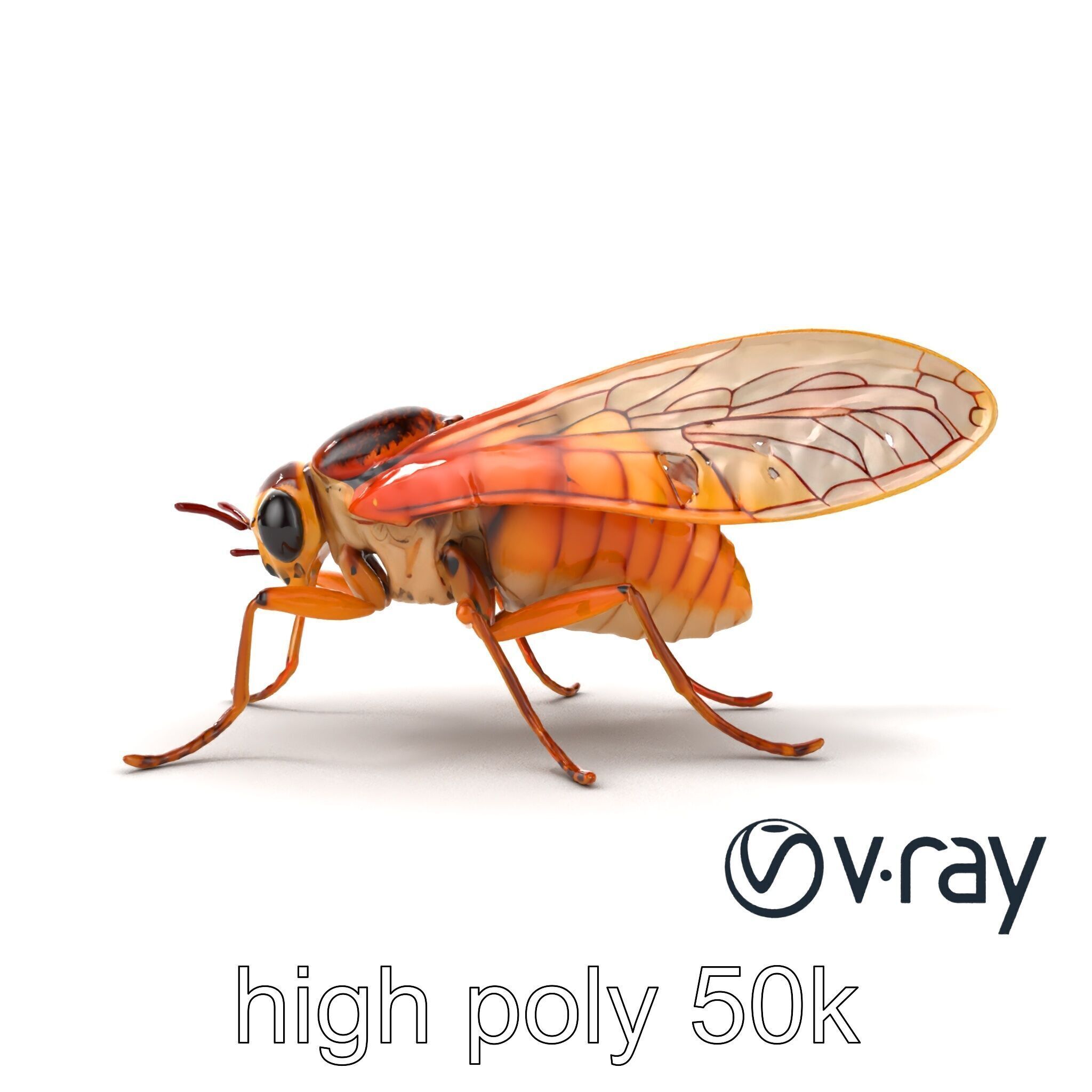 Detailed Cicada Insect Model Pack Low-poly 3D model_21