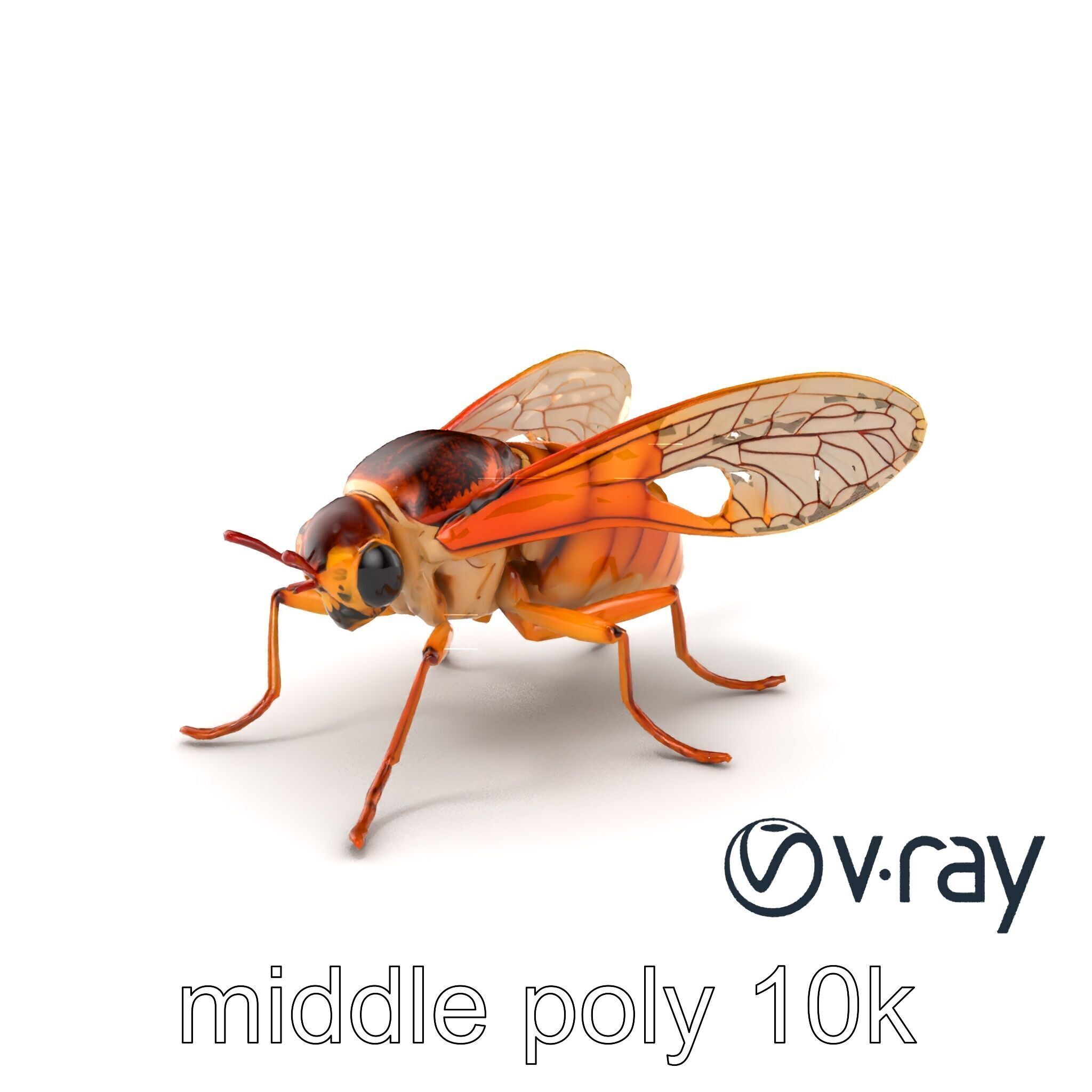 Detailed Cicada Insect Model Pack Low-poly 3D model_3