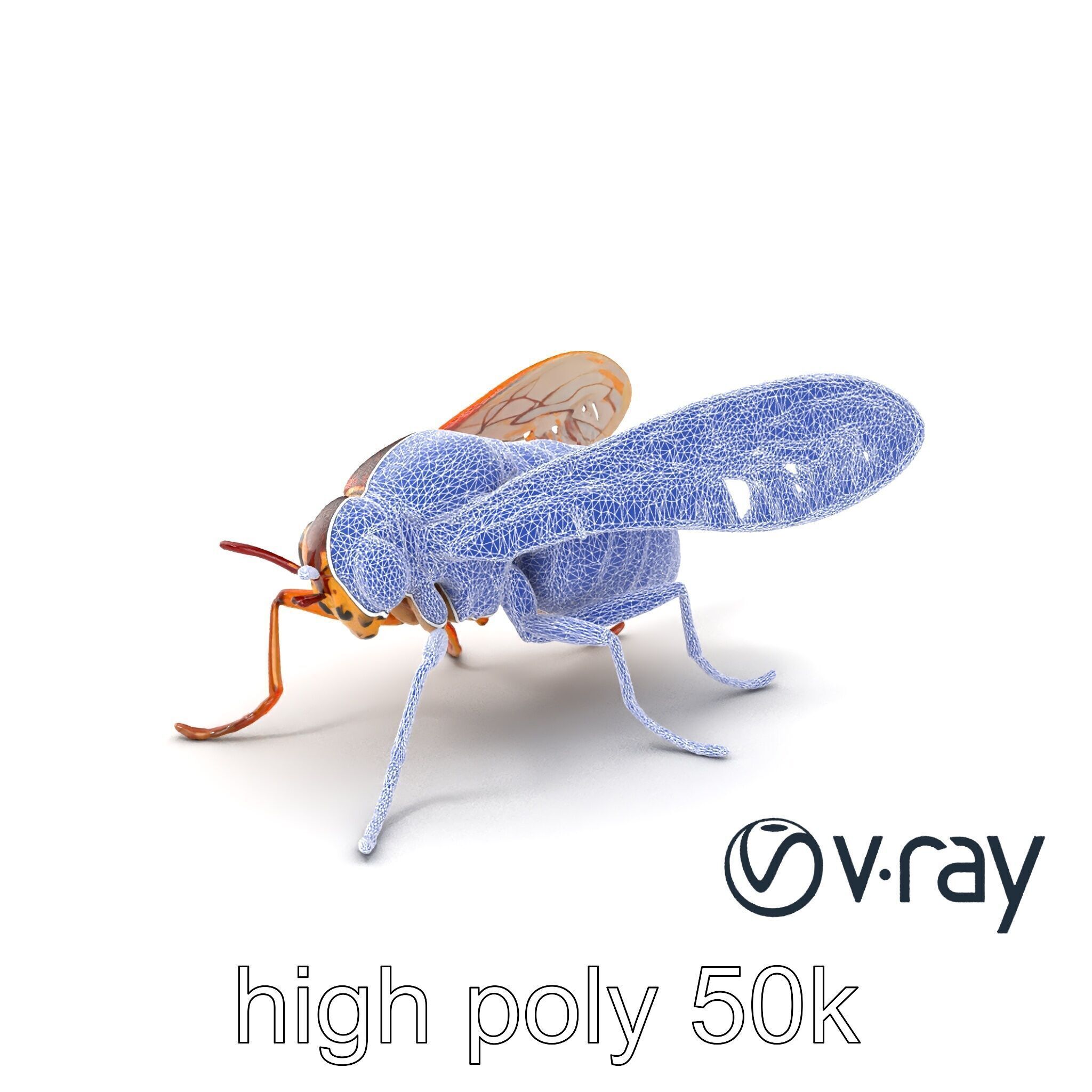 Detailed Cicada Insect Model Pack Low-poly 3D model_8