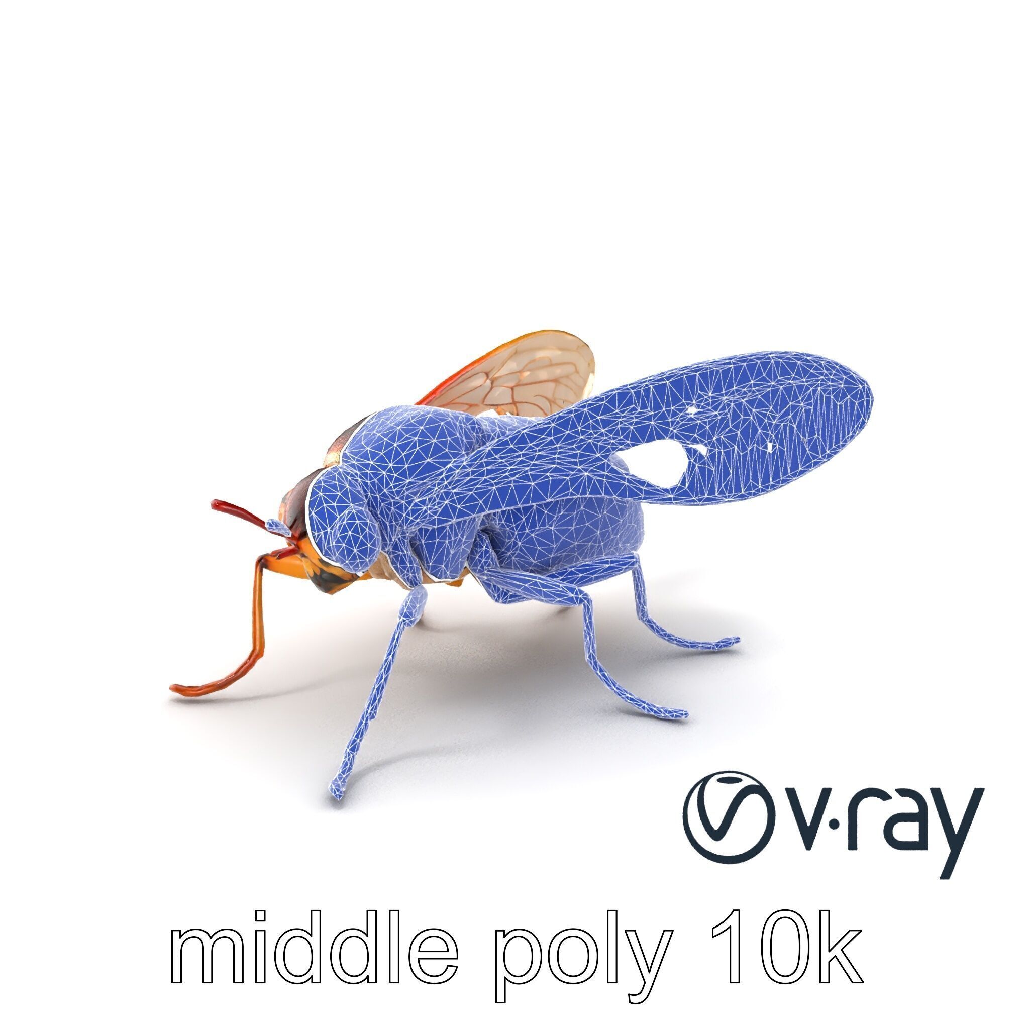 Detailed Cicada Insect Model Pack Low-poly 3D model_6