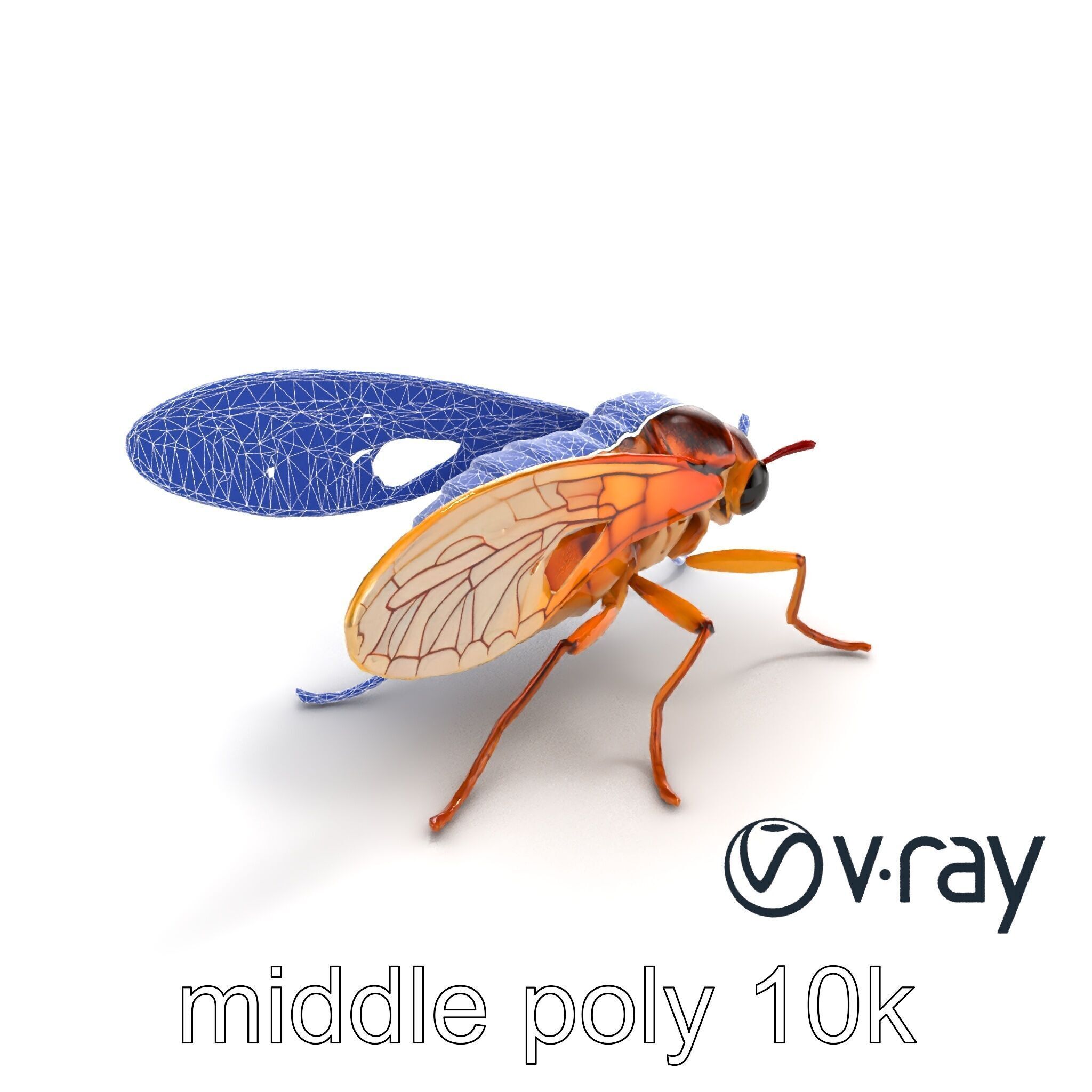 Detailed Cicada Insect Model Pack Low-poly 3D model_29