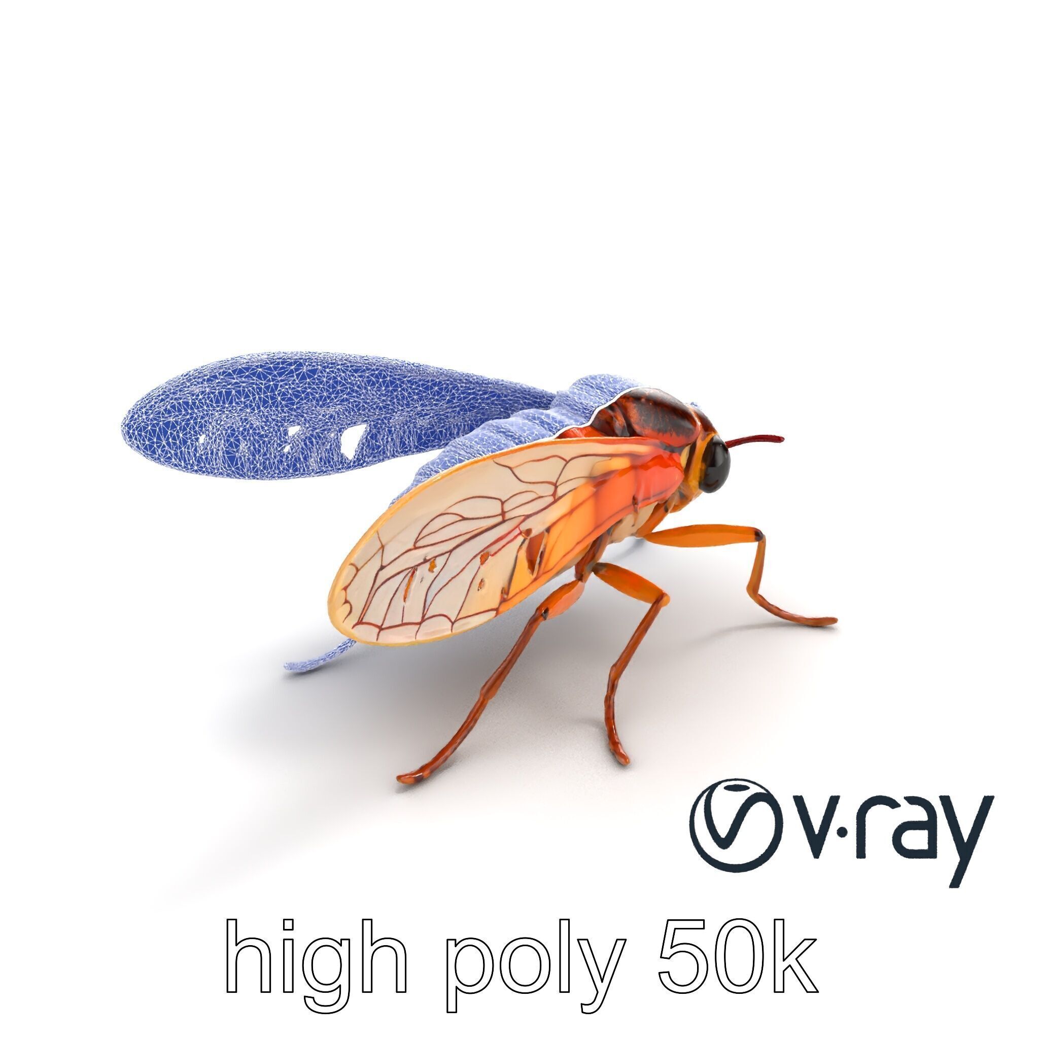 Detailed Cicada Insect Model Pack Low-poly 3D model_20