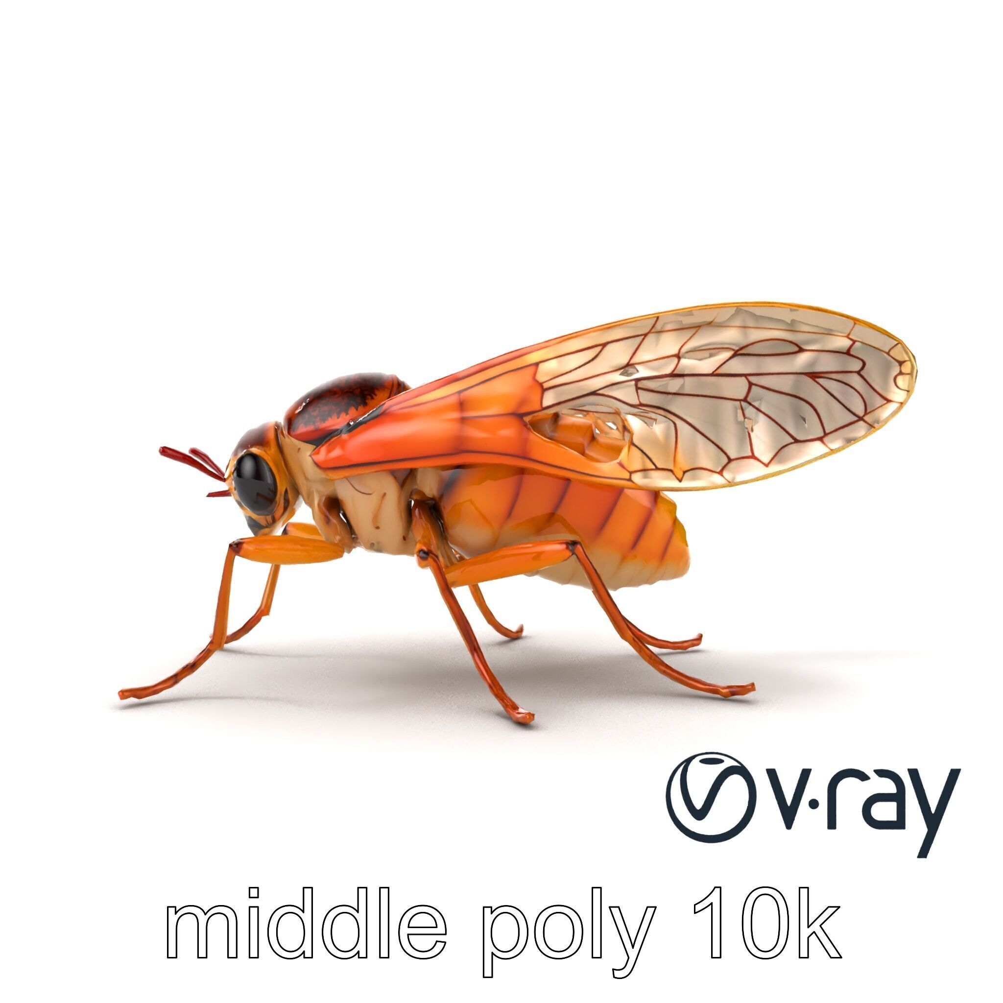 Detailed Cicada Insect Model Pack Low-poly 3D model_23
