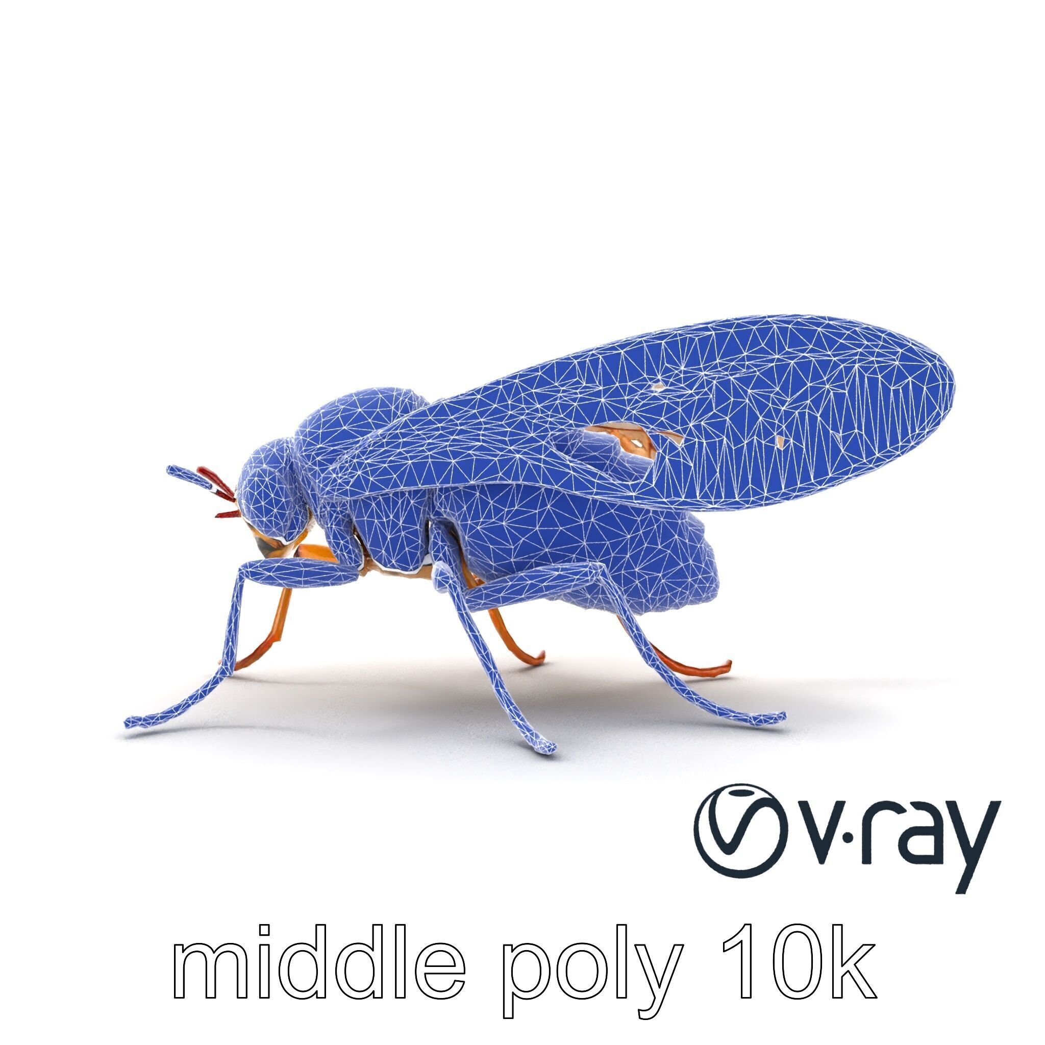 Detailed Cicada Insect Model Pack Low-poly 3D model_27