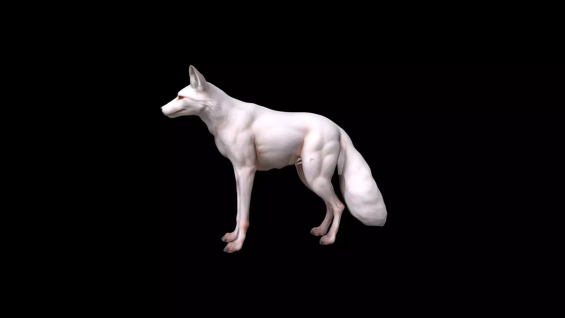  3d  Model White An Albino Fox With Fiery Red Eyes 3D model_0