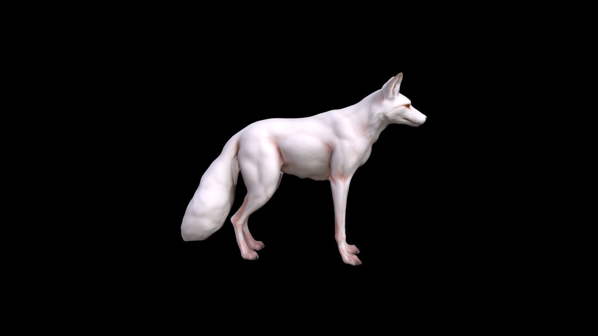  3d  Model White An Albino Fox With Fiery Red Eyes 3D model_3