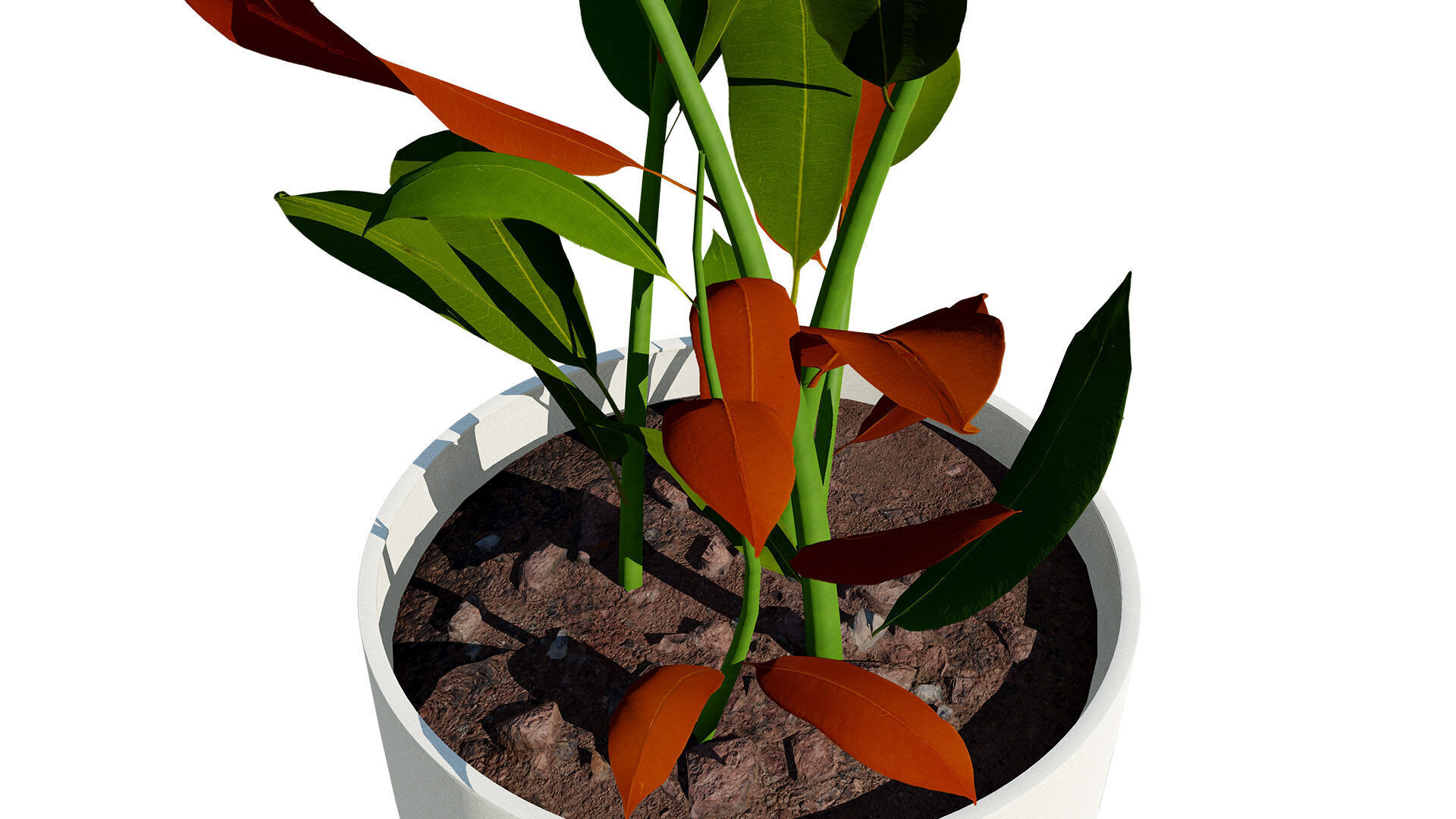 Australian Ginger Alpinia Caerulea Low-poly 3D model_7