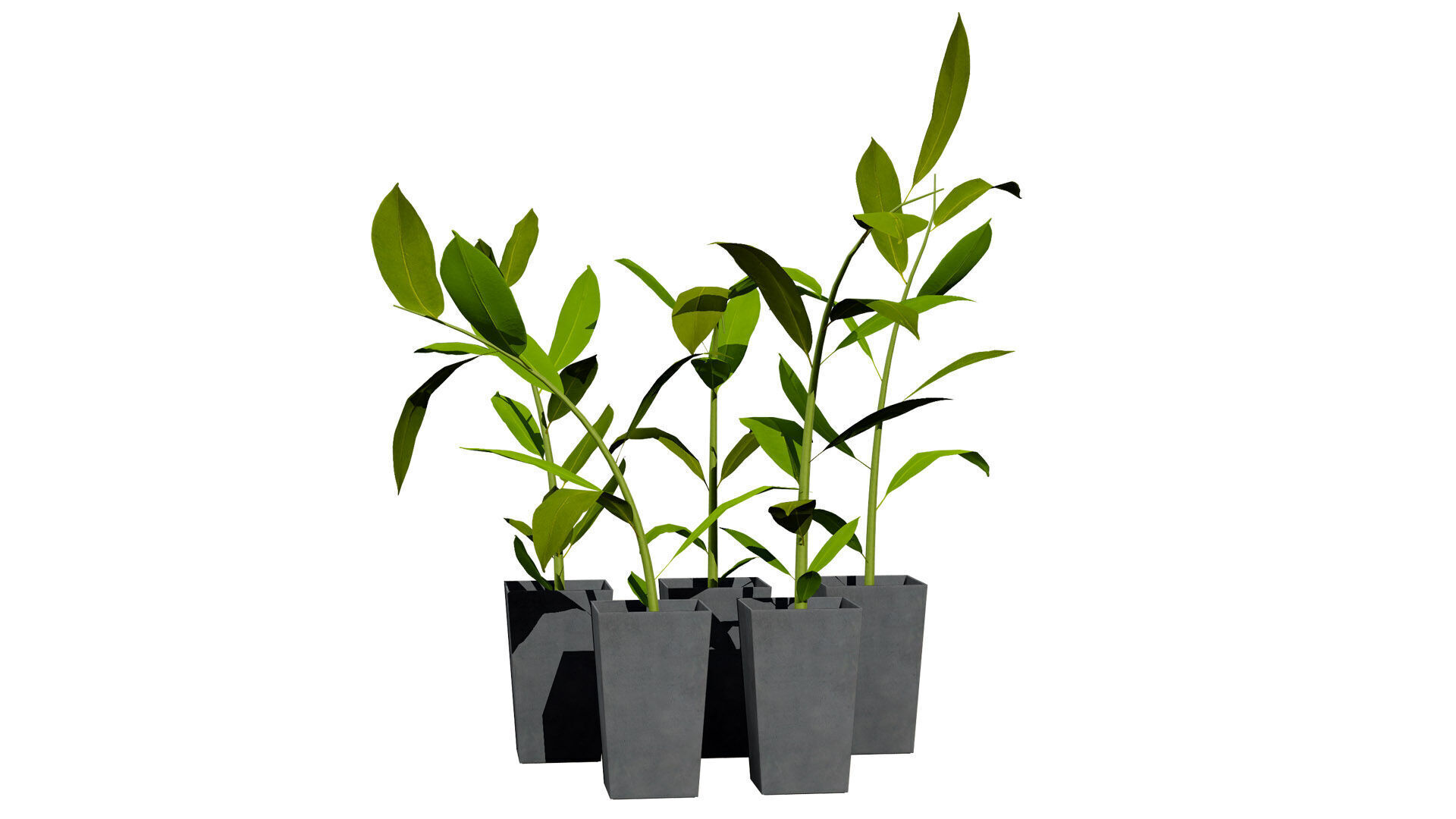 Australian Ginger Alpinia Caerulea Low-poly 3D model_4