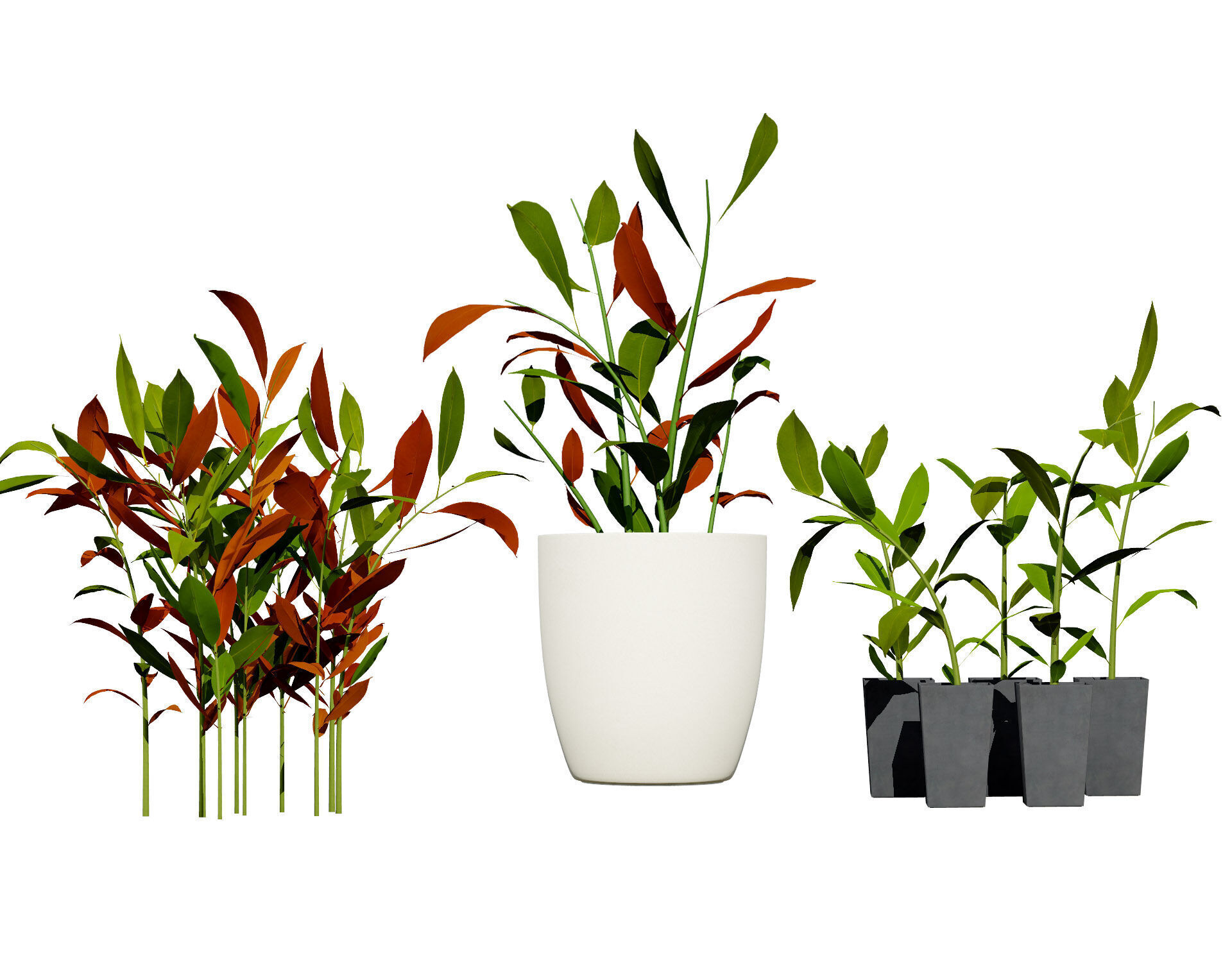 Australian Ginger Alpinia Caerulea Low-poly 3D model_2