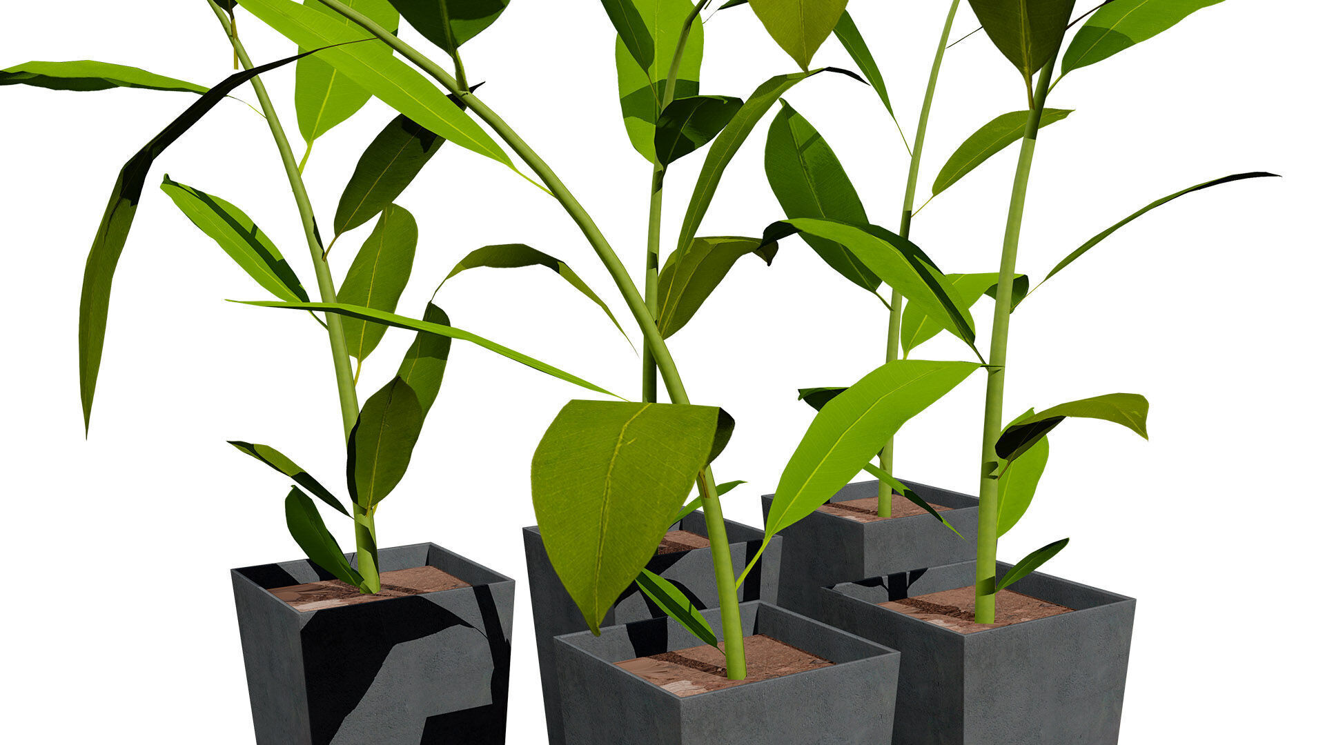 Australian Ginger Alpinia Caerulea Low-poly 3D model_5