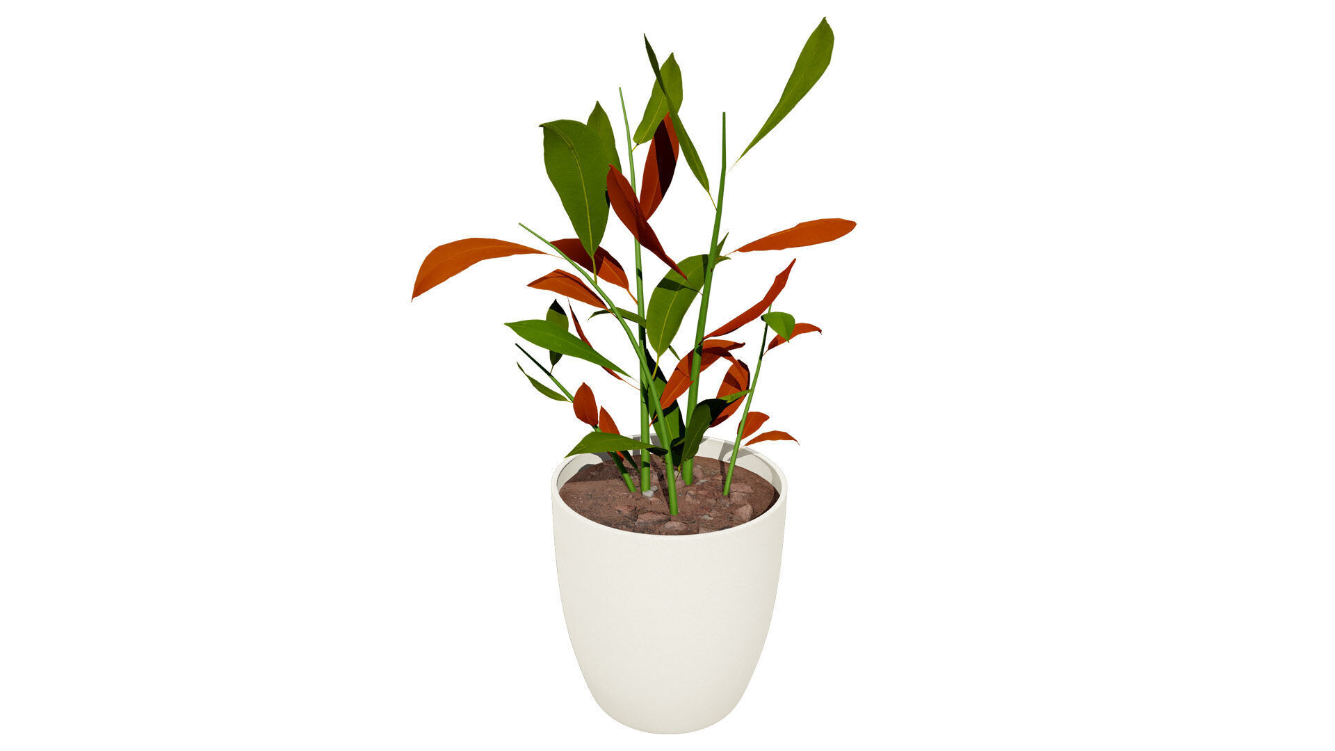 Australian Ginger Alpinia Caerulea Low-poly 3D model_6