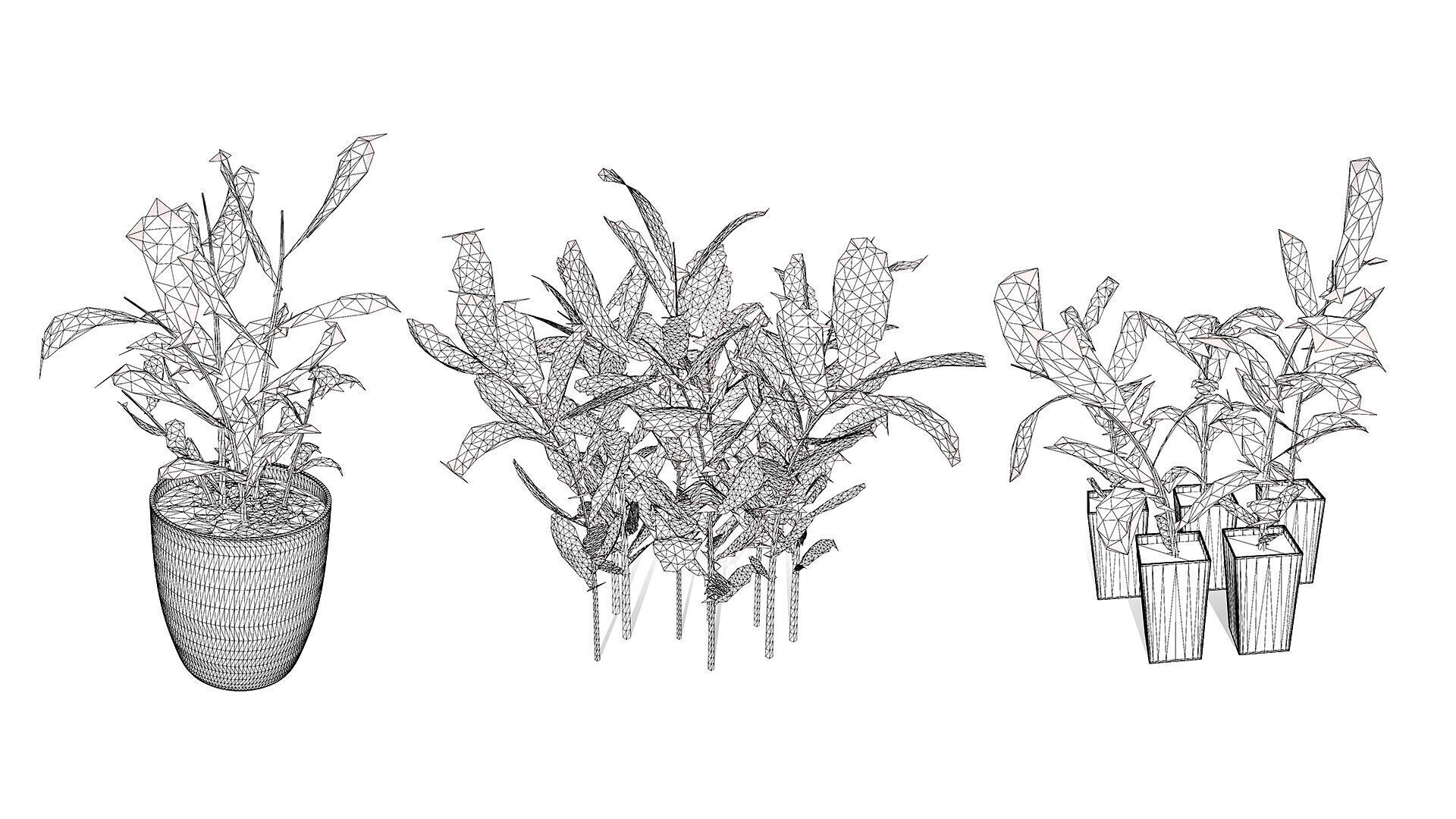 Australian Ginger Alpinia Caerulea Low-poly 3D model_11