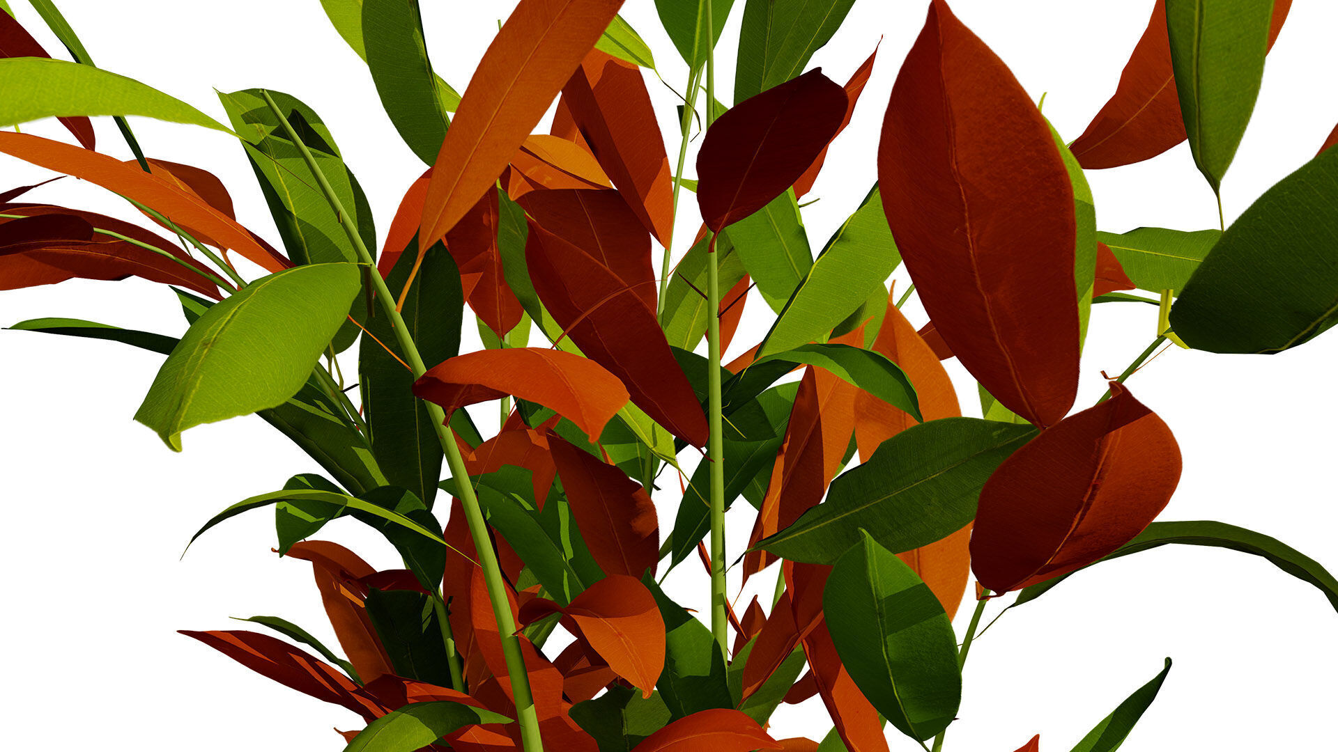 Australian Ginger Alpinia Caerulea Low-poly 3D model_12