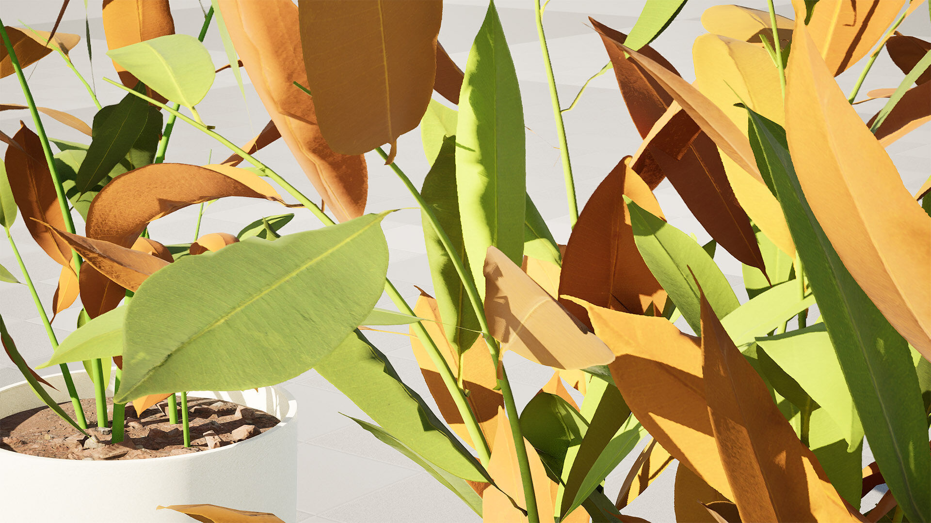 Australian Ginger Alpinia Caerulea Low-poly 3D model_10