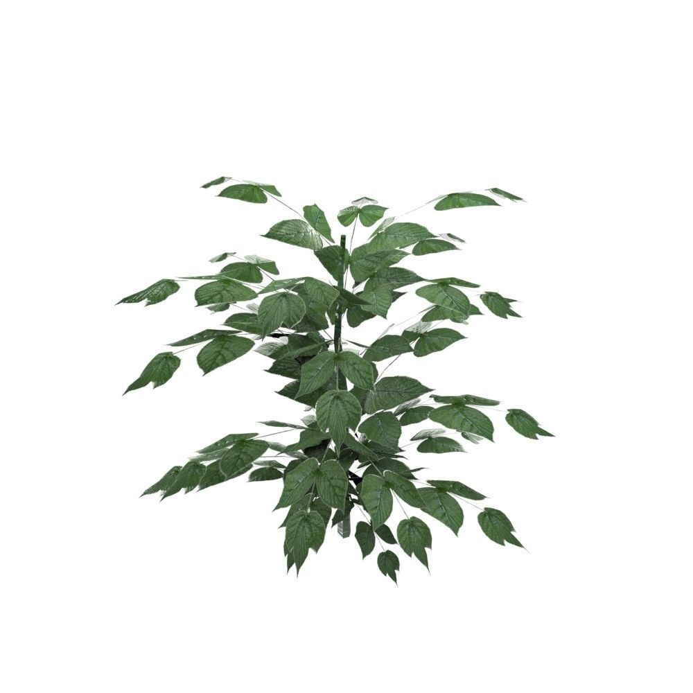 Nettle Plant Low-poly 3D model_1