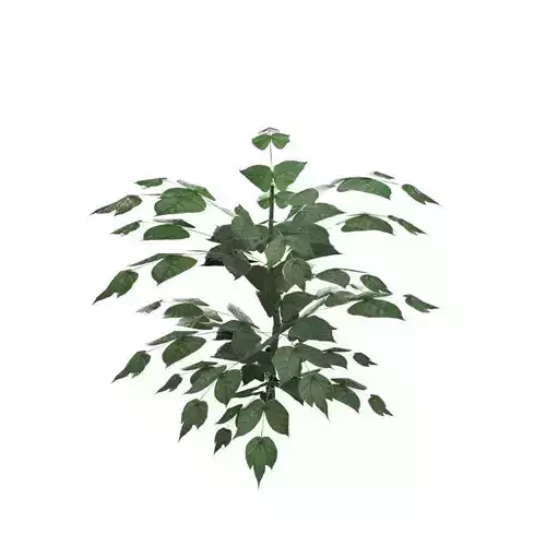Nettle Plant Low-poly 3D model