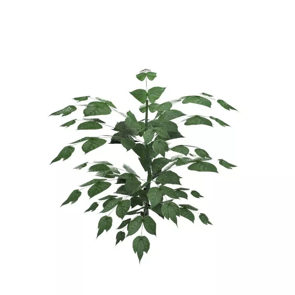 Nettle Plant Low-poly 3D model_0