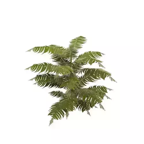 Tropical Fern Low-poly 3D model