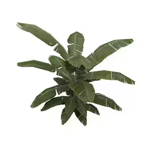 Tropical Plant  Low-poly 3D model