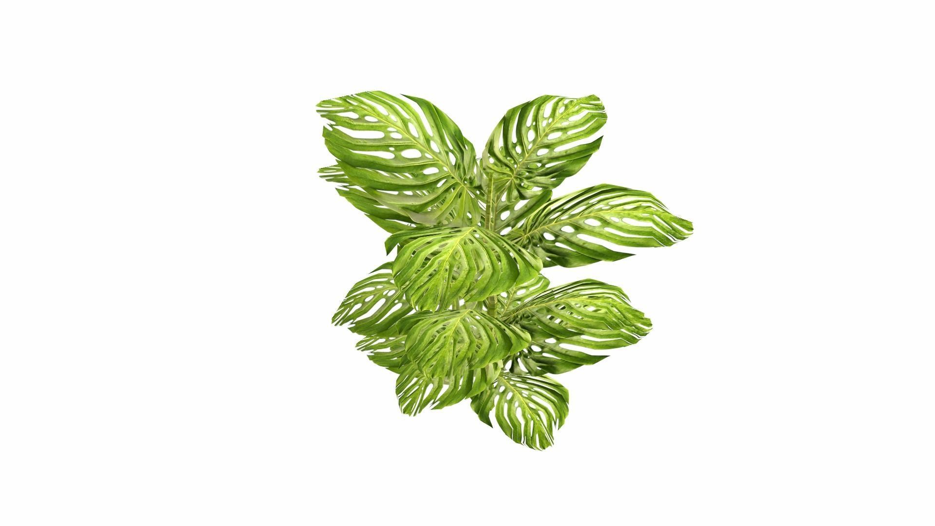 Tropical Plants Low-poly 3D model_8
