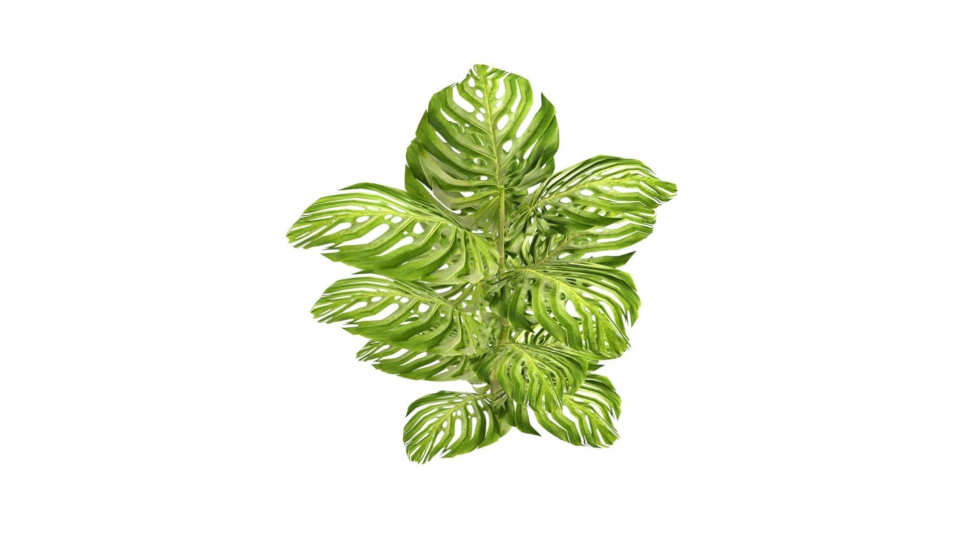 Tropical Plants Low-poly 3D model_5