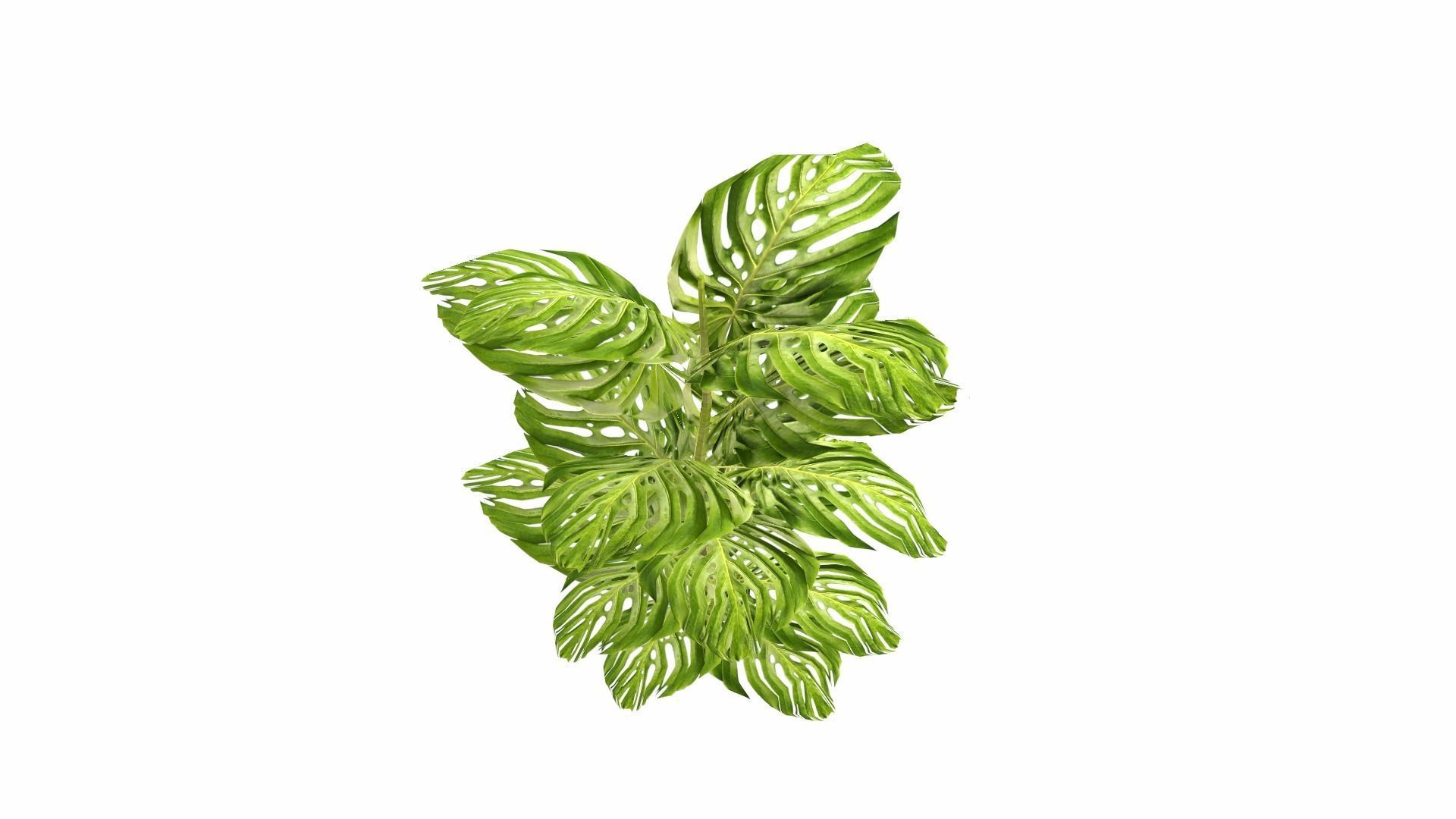 Tropical Plants Low-poly 3D model_17