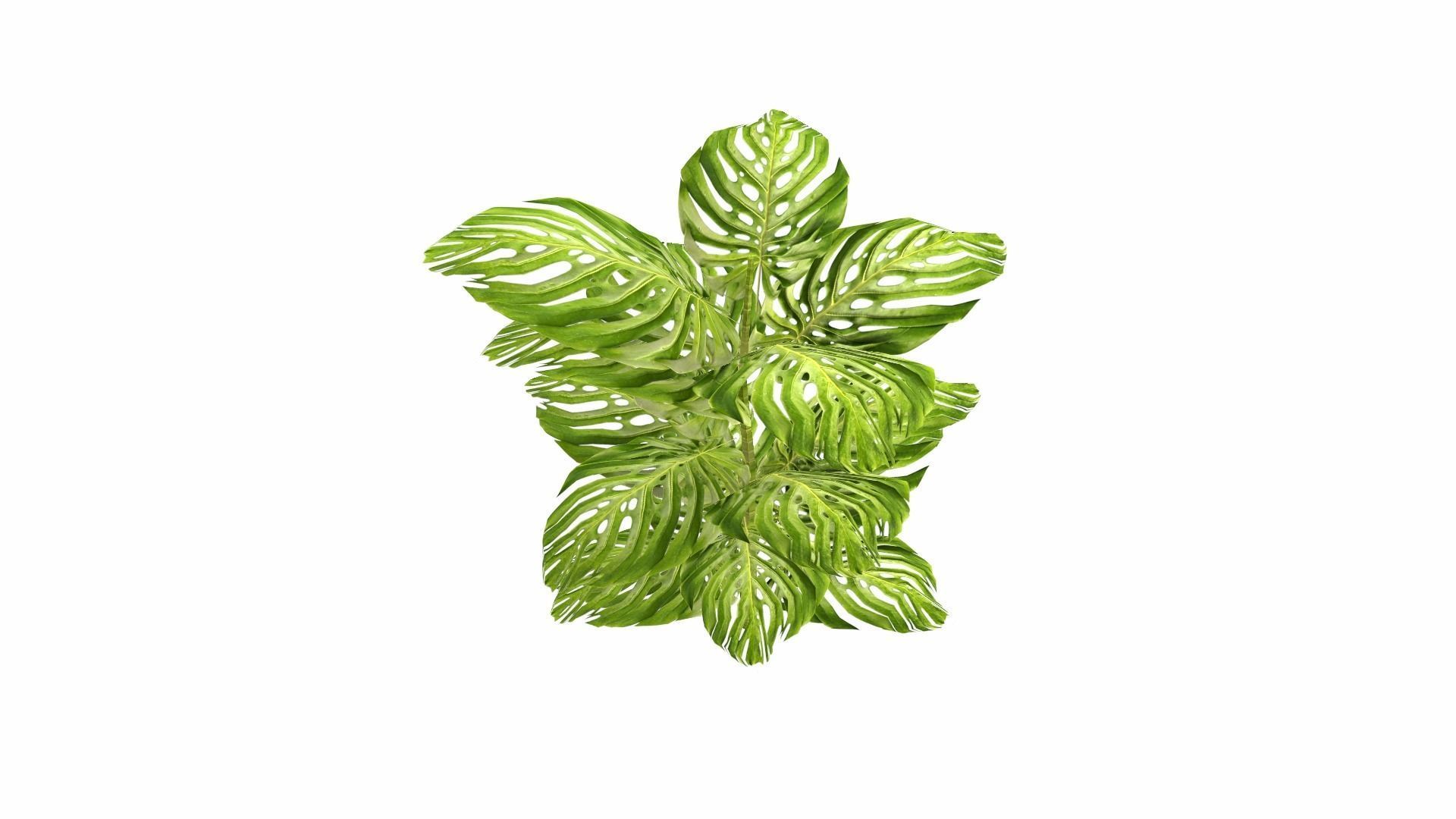 Tropical Plants Low-poly 3D model_10
